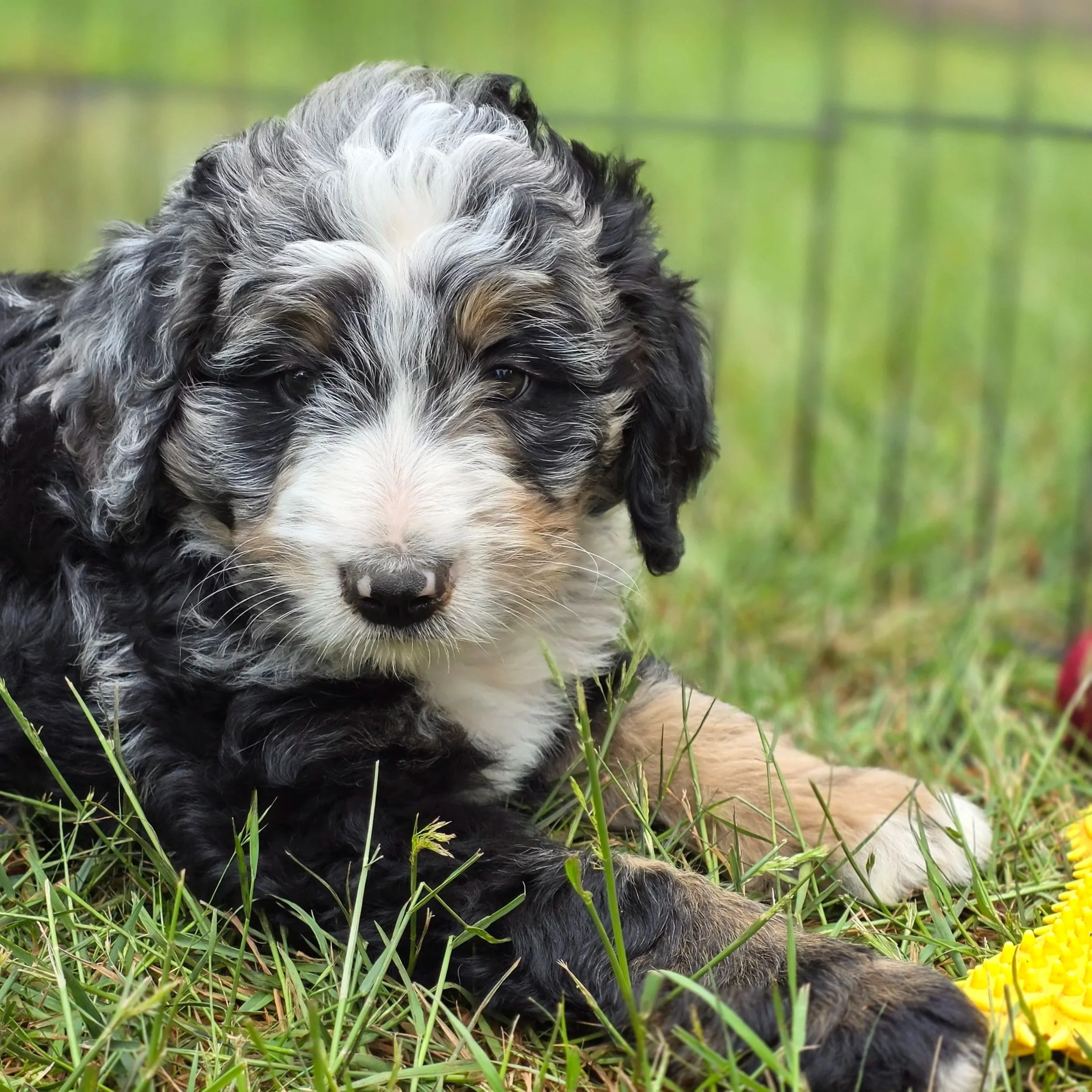 Iris - Female - Reserved