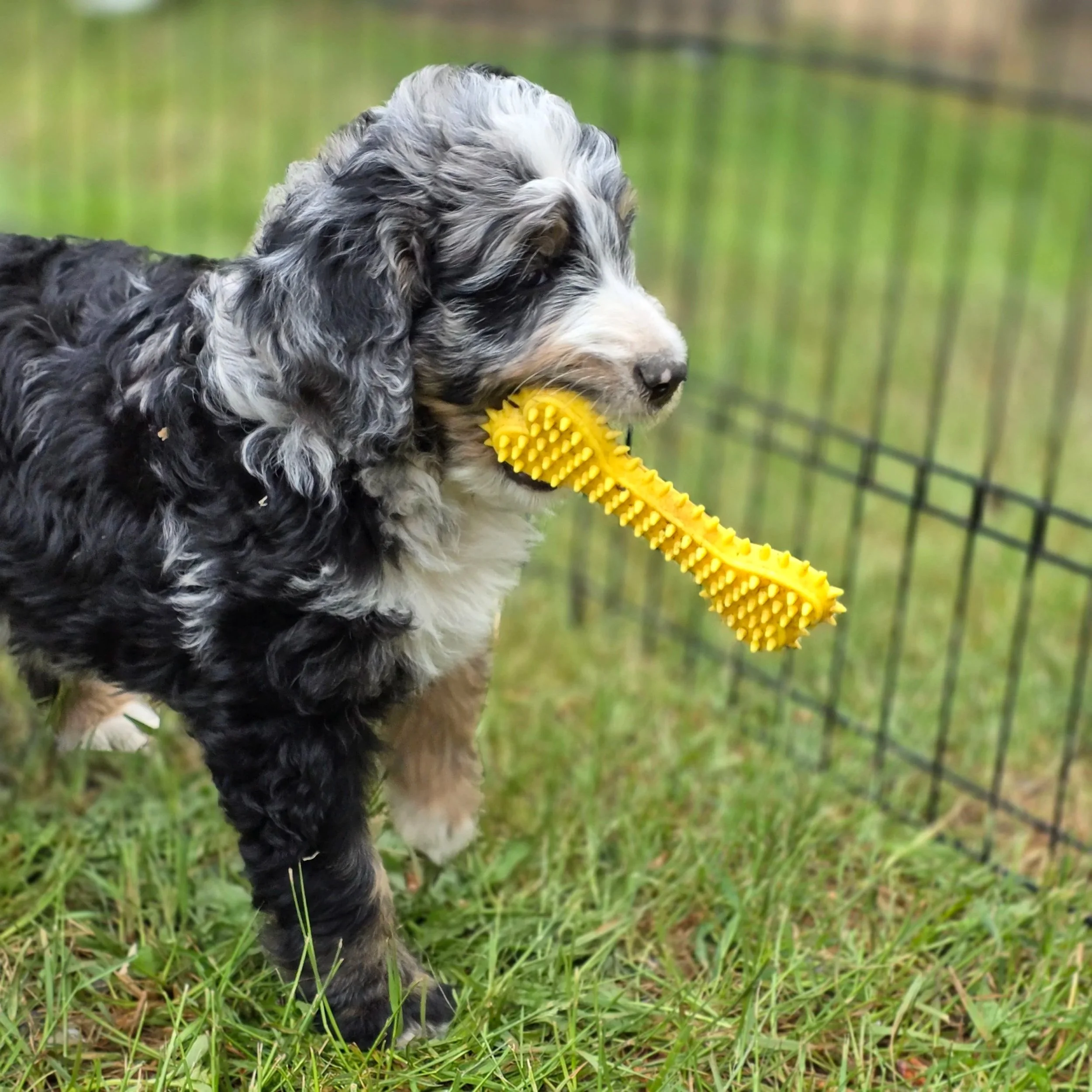 Iris - Female - Reserved