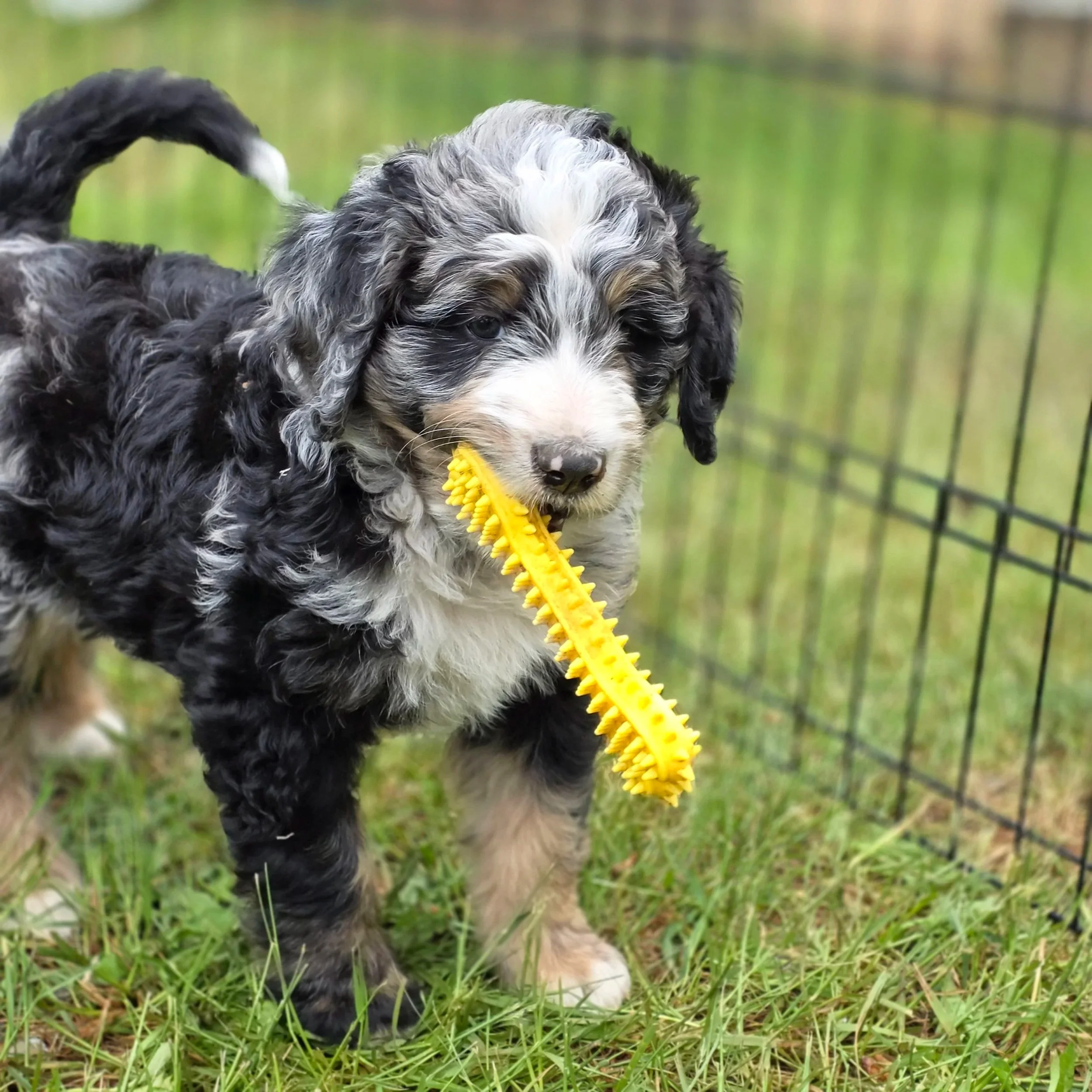 Iris - Female - Reserved