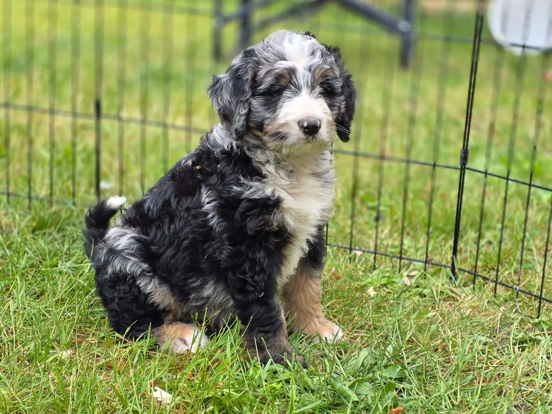 Iris - Female - Reserved