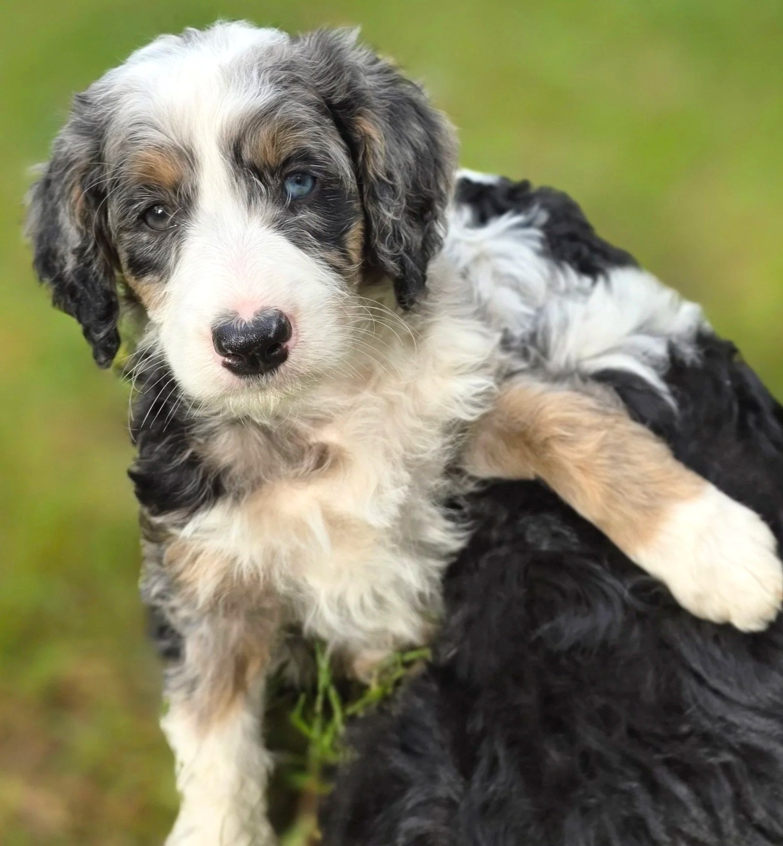 Hazel - Female - Reserved