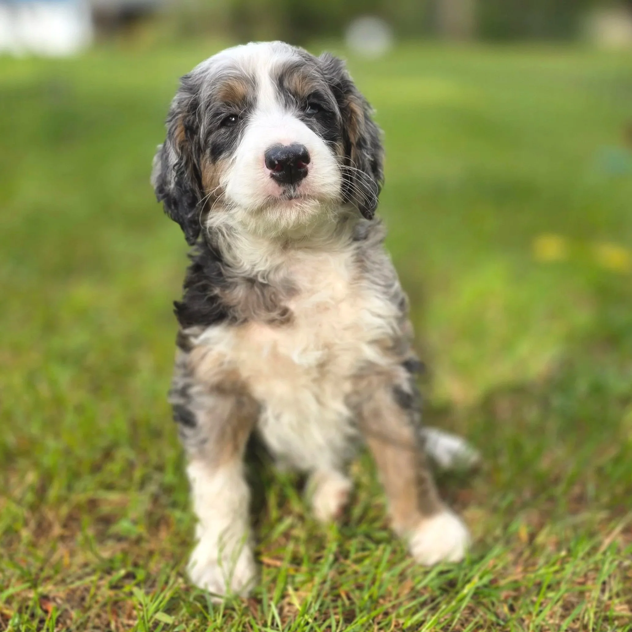 Hazel - Female - Reserved