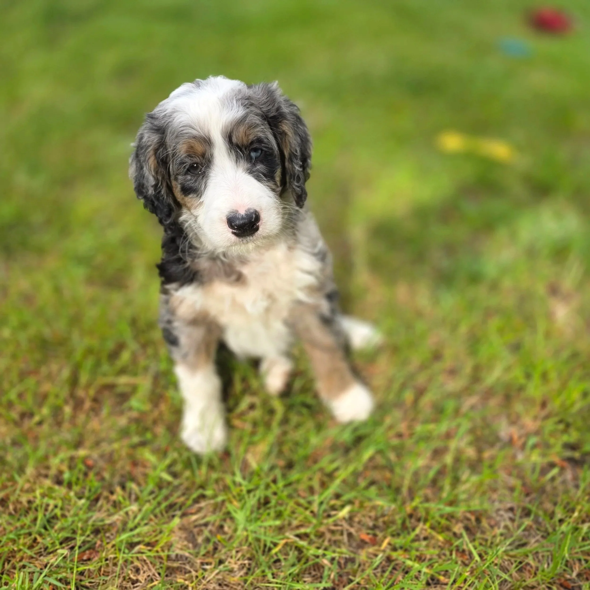 Hazel - Female - Reserved