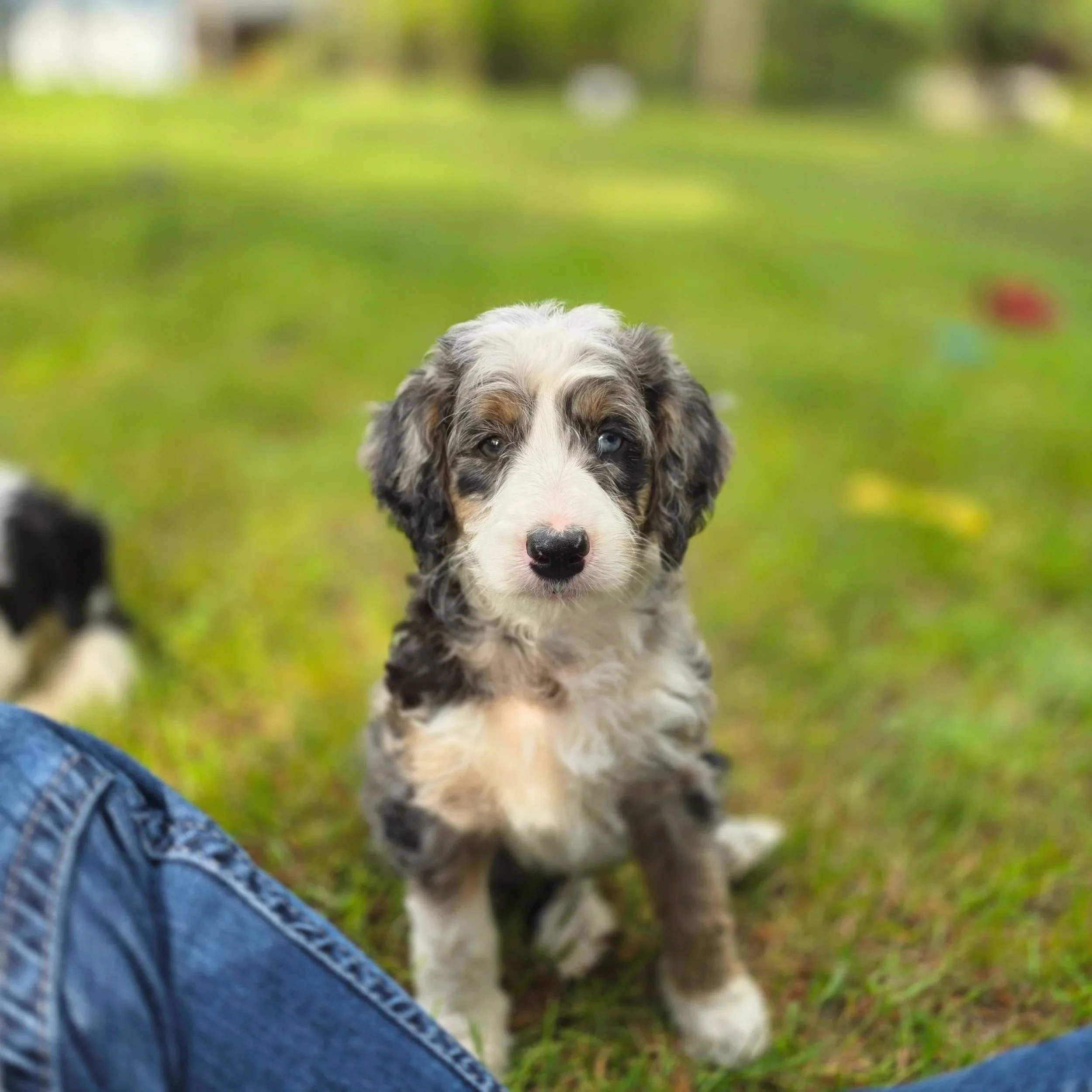 Hazel - Female - Reserved