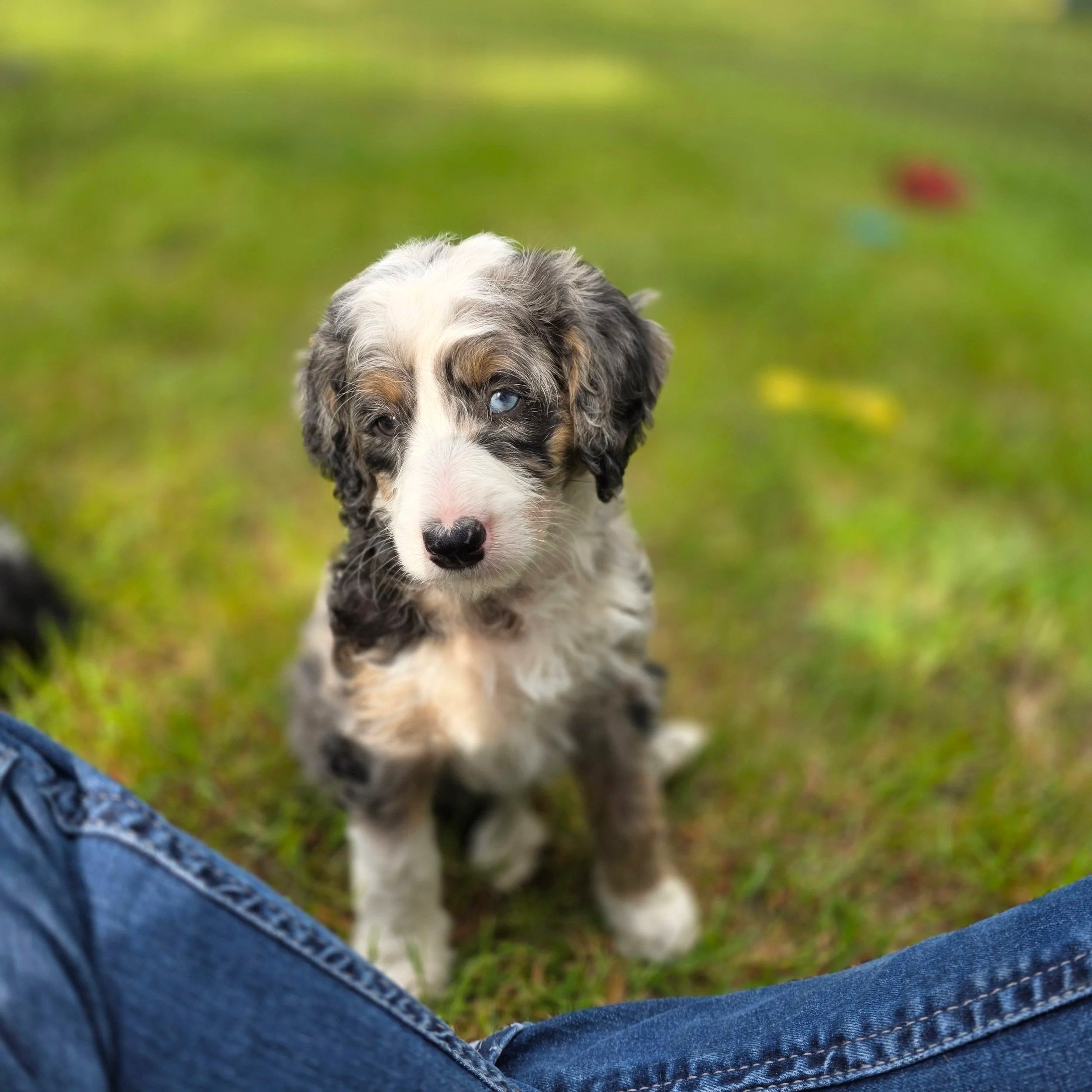 Hazel - Female - Reserved