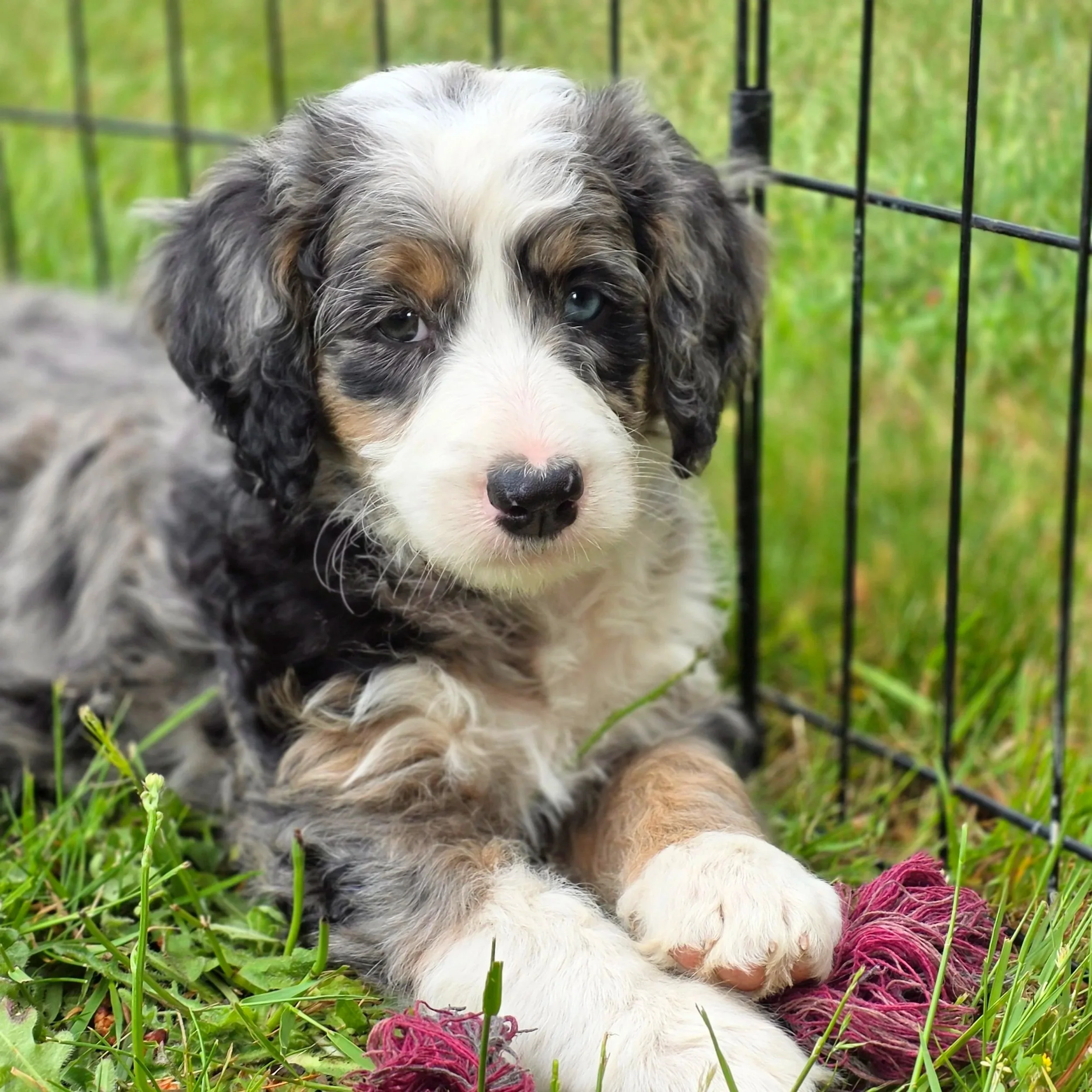 Hazel - Female - Reserved
