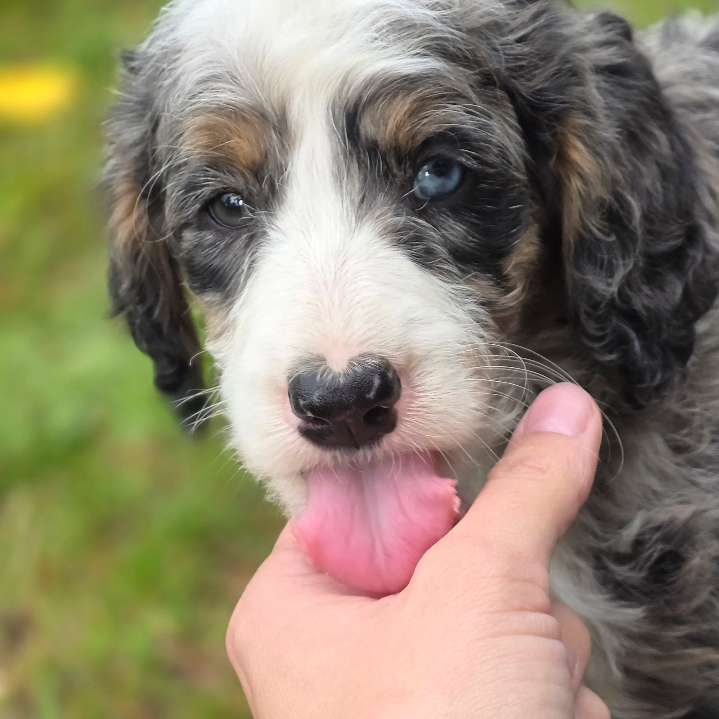 Hazel - Female - Reserved