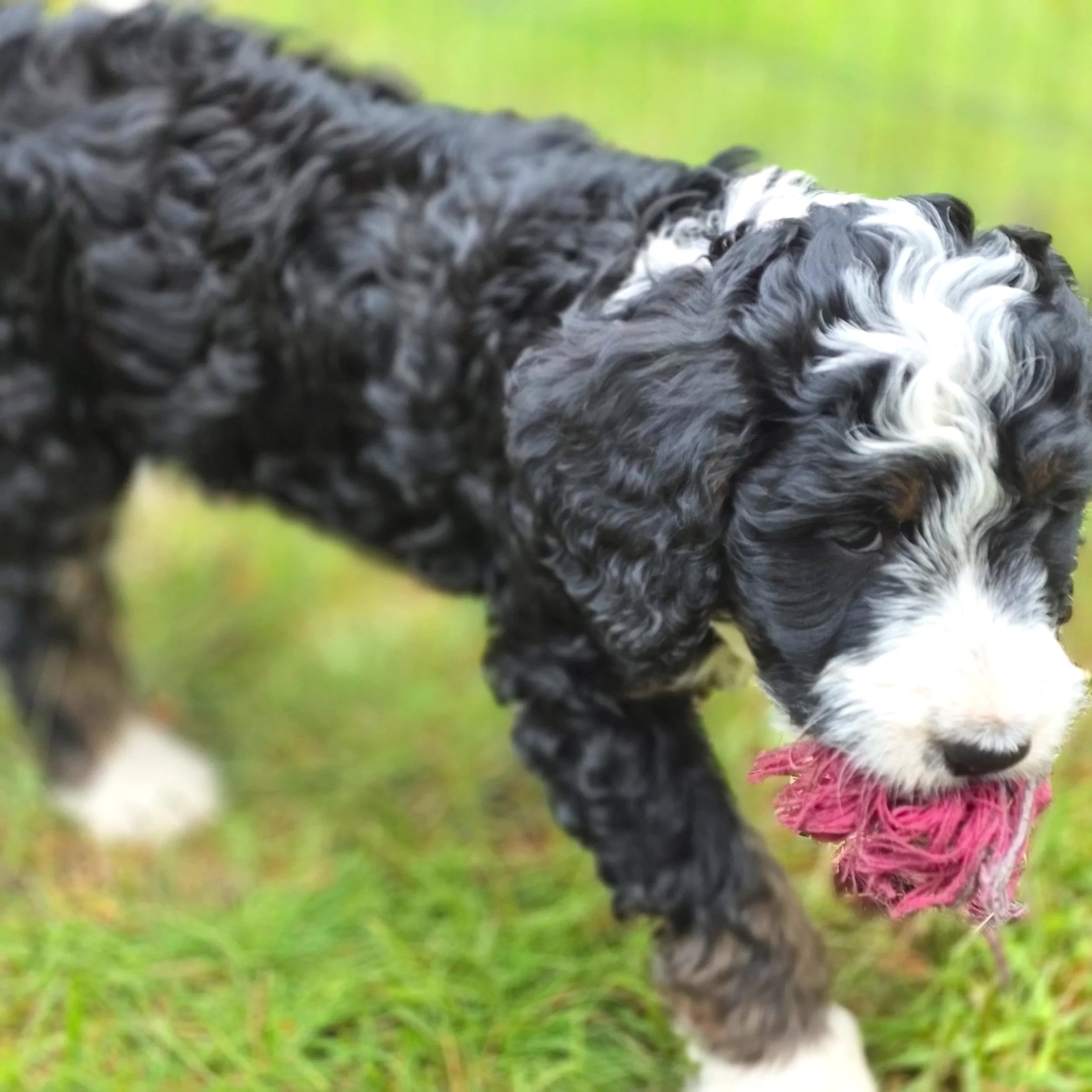 Camellia - Female - Reserved