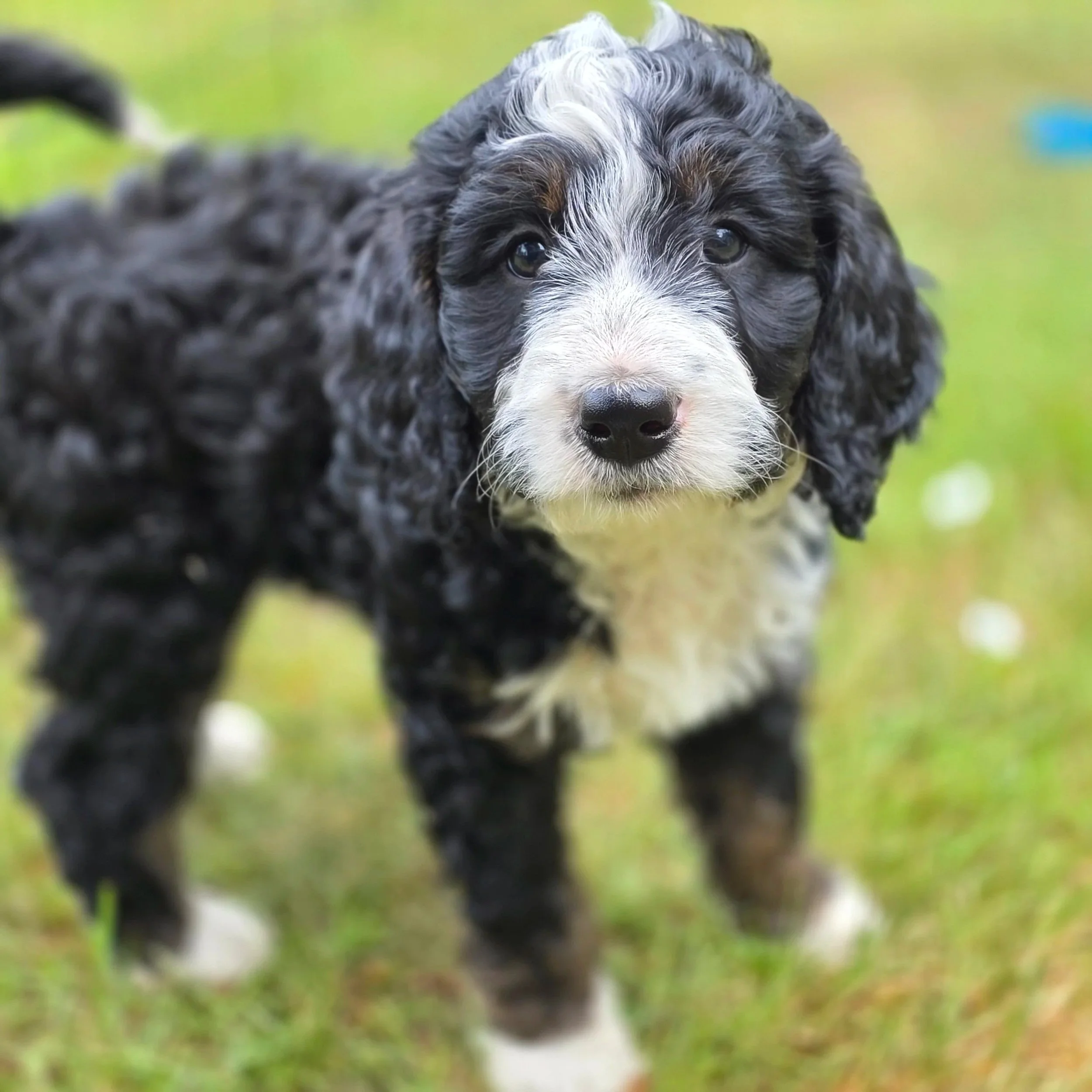 Camellia - Female - Reserved