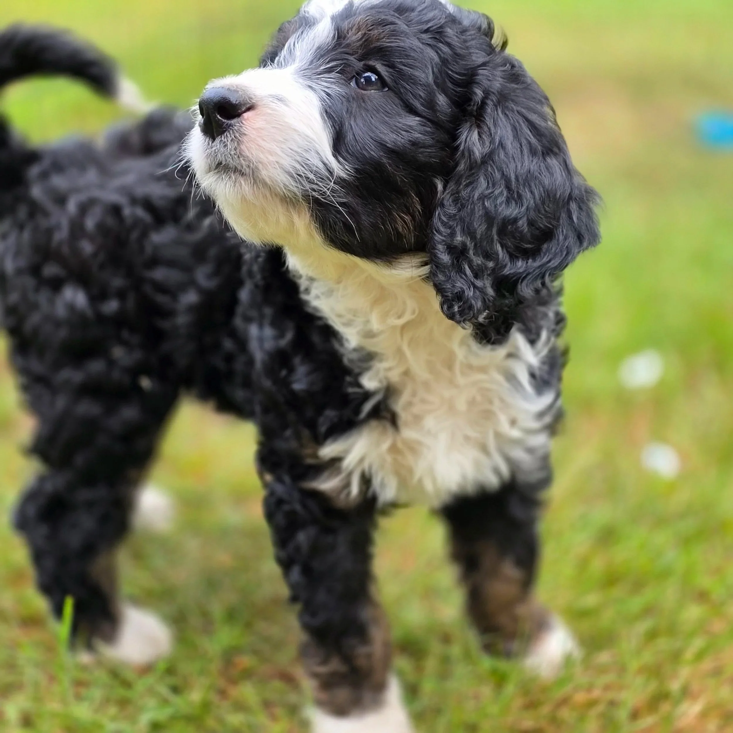 Camellia - Female - Reserved