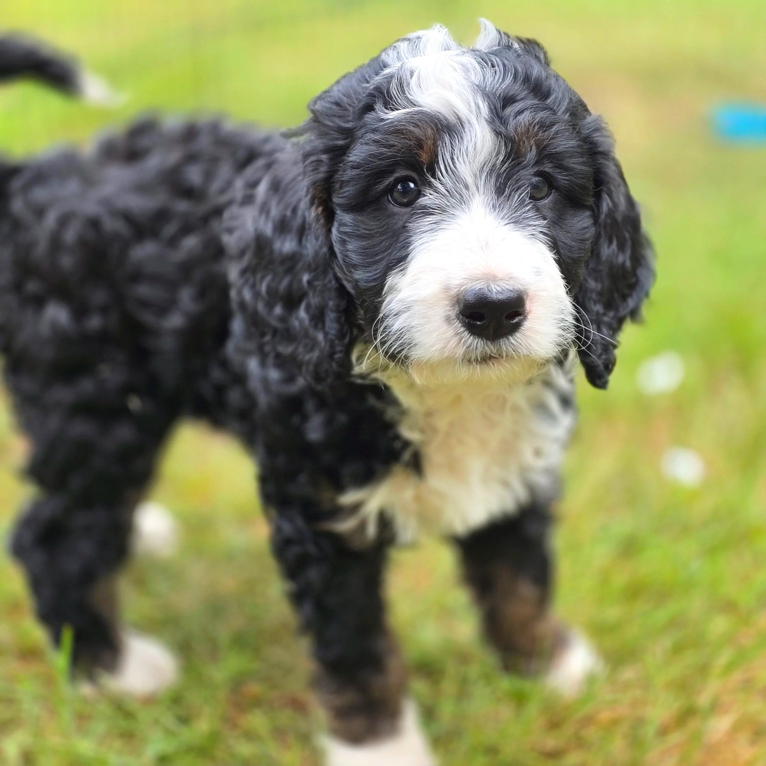 Camellia - Female - Reserved