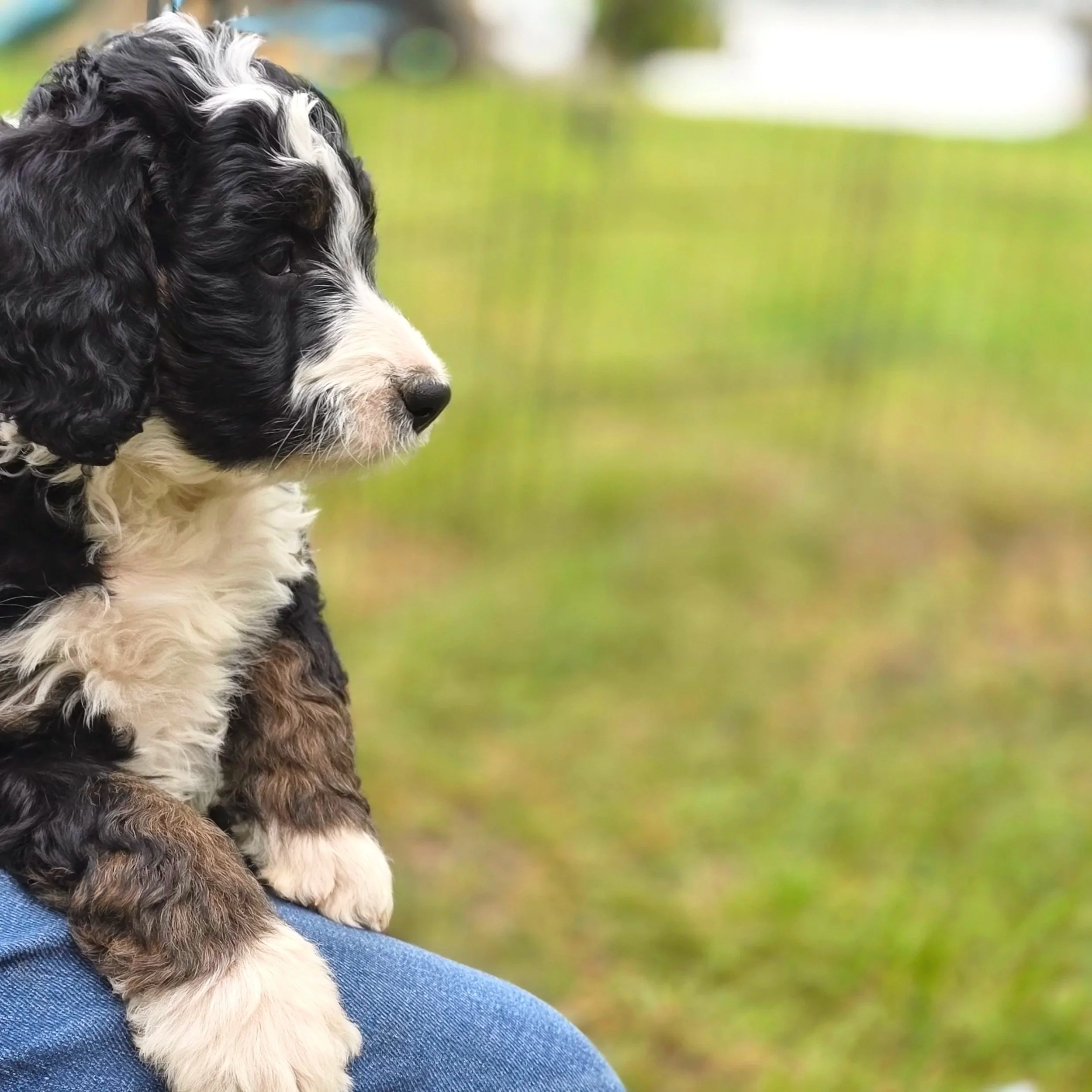 Camellia - Female - Reserved