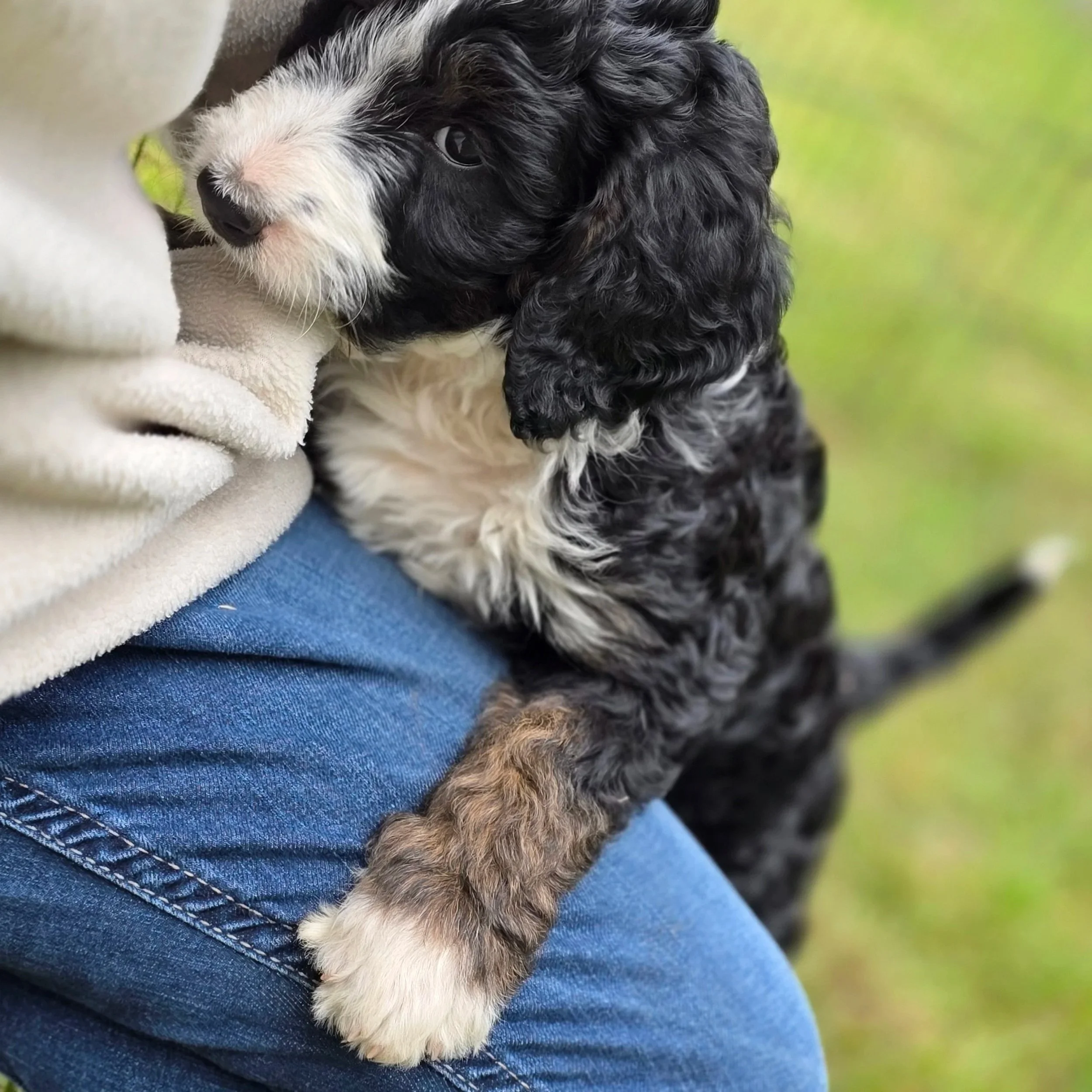 Camellia - Female - Reserved