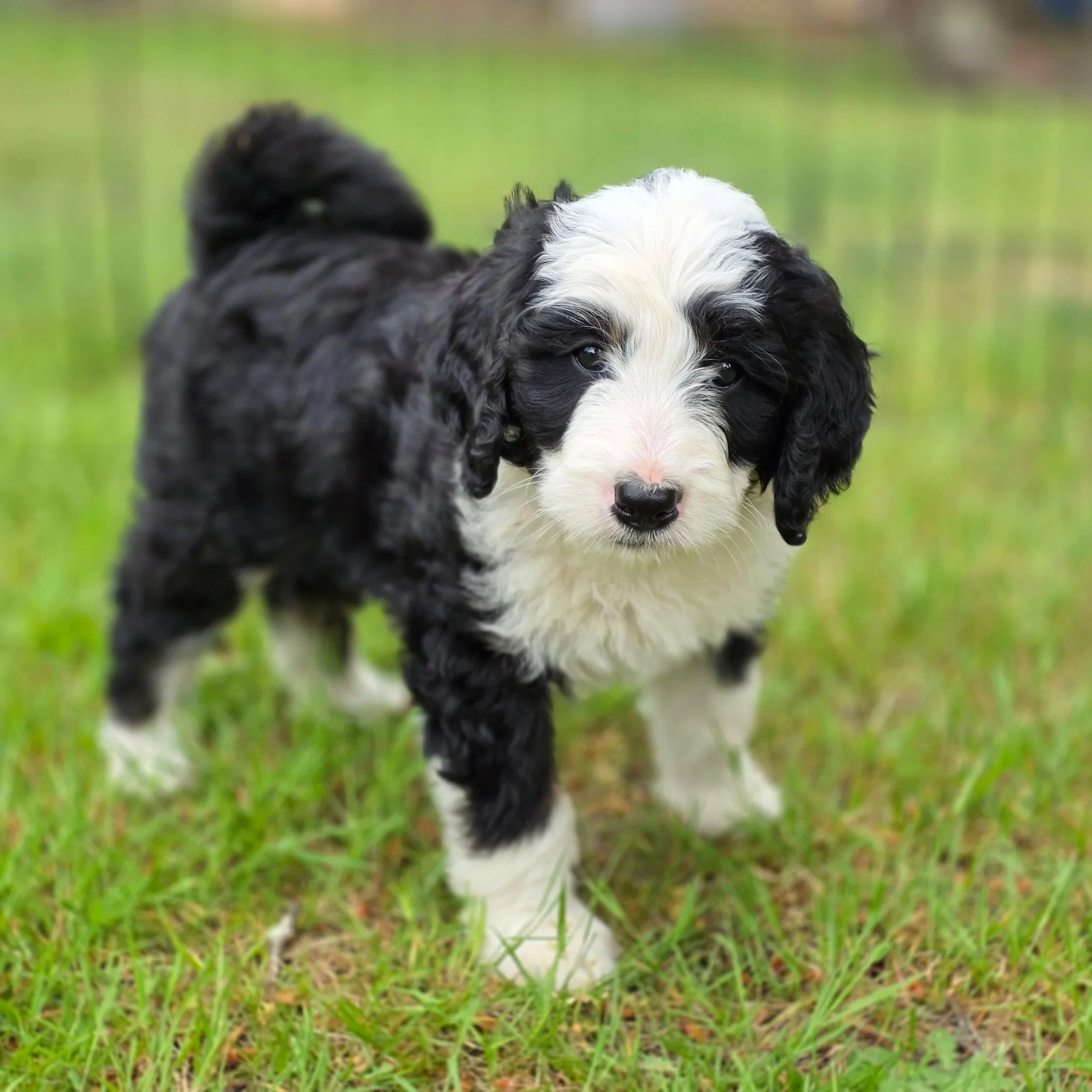 Blossom - Female - Reserved