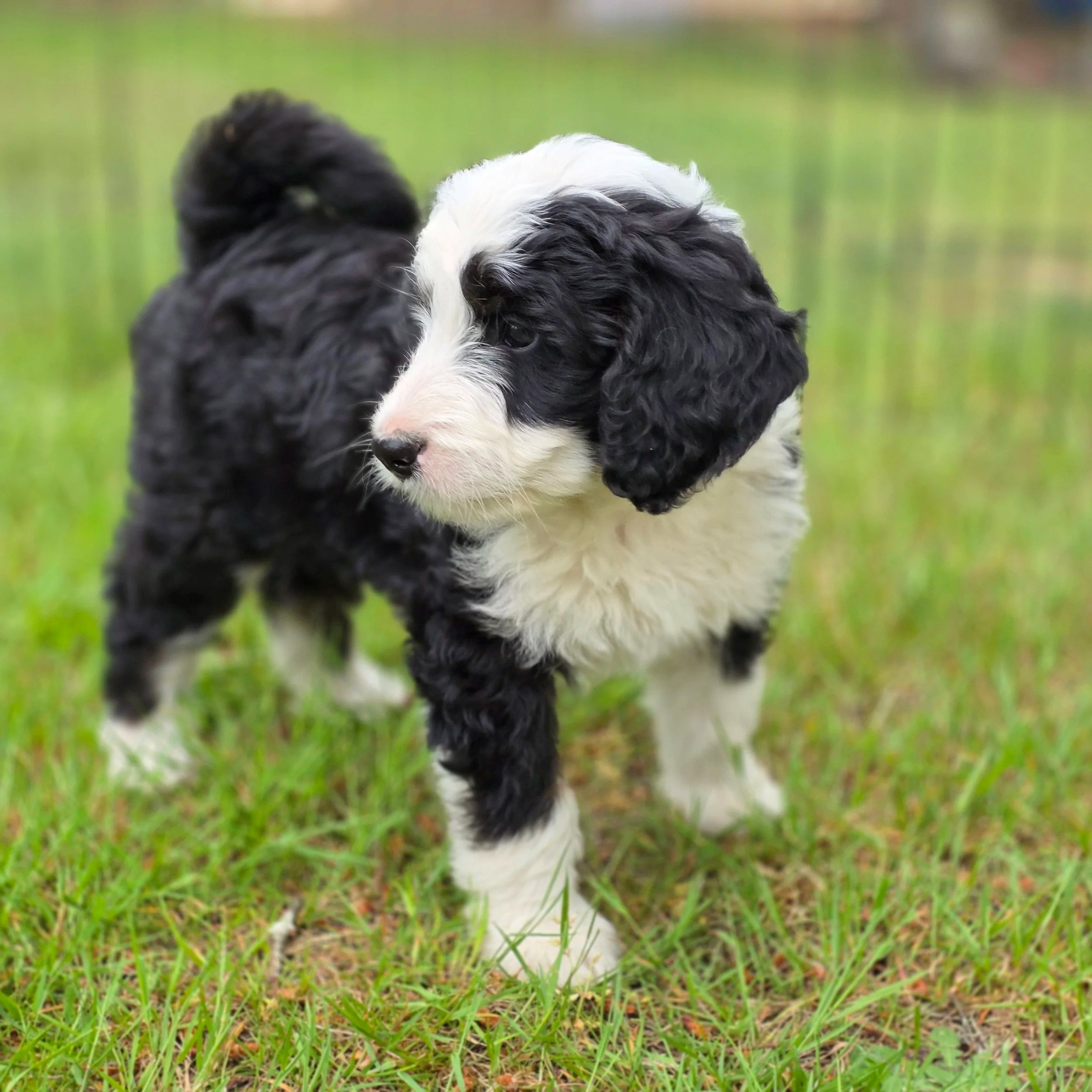 Blossom - Female - Reserved