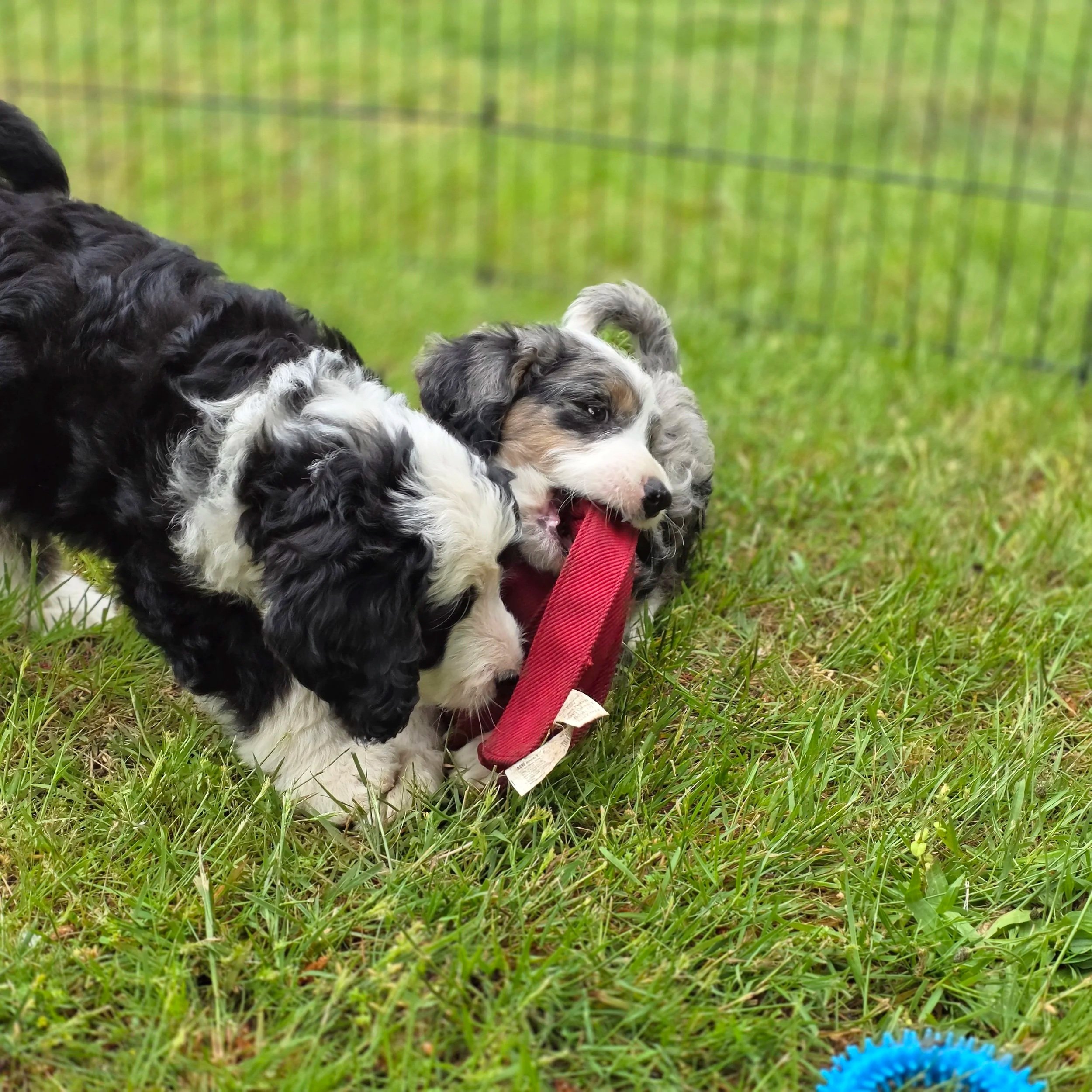 Blossom - Female - Reserved