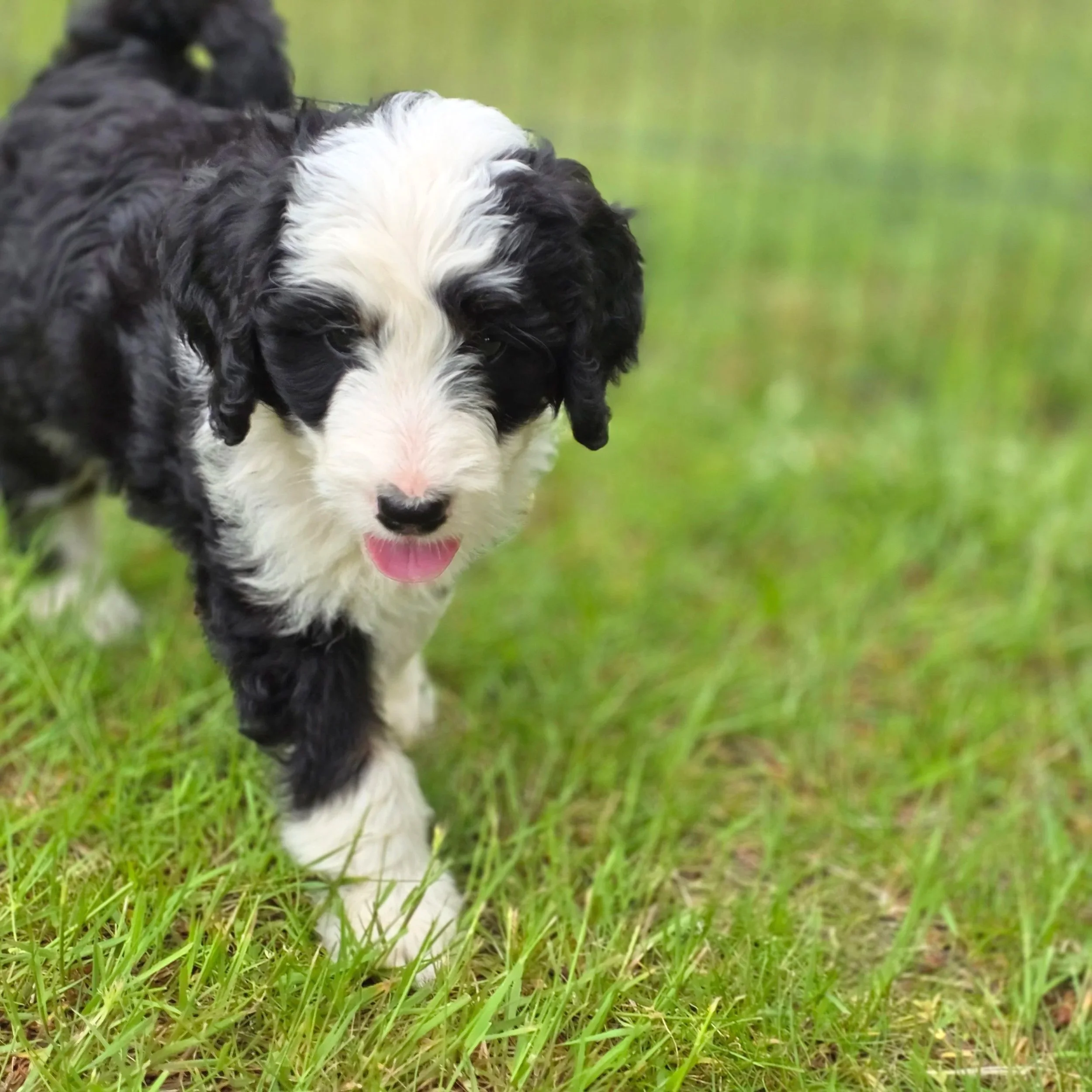Blossom - Female - Reserved