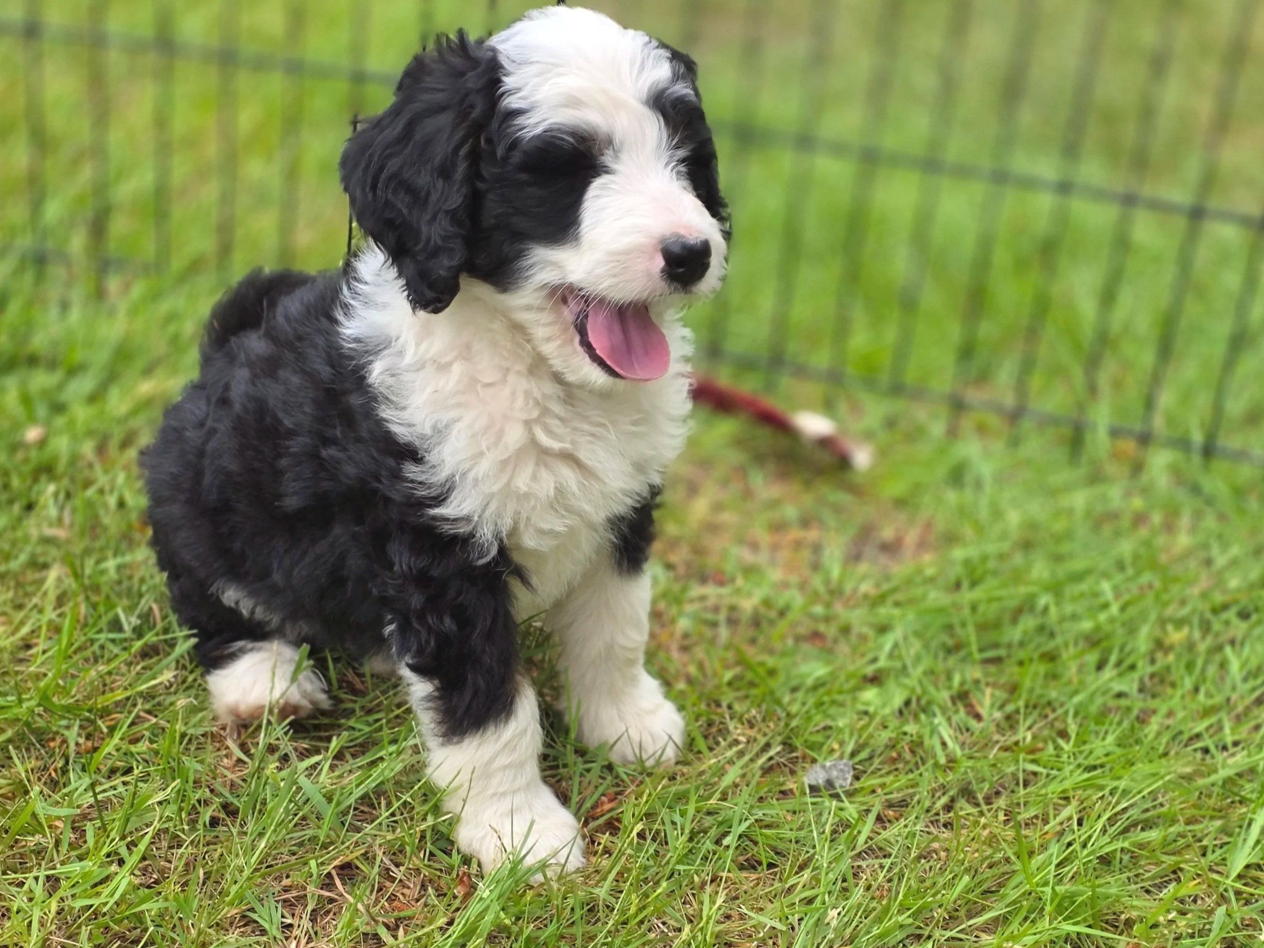 Blossom - Female - Reserved