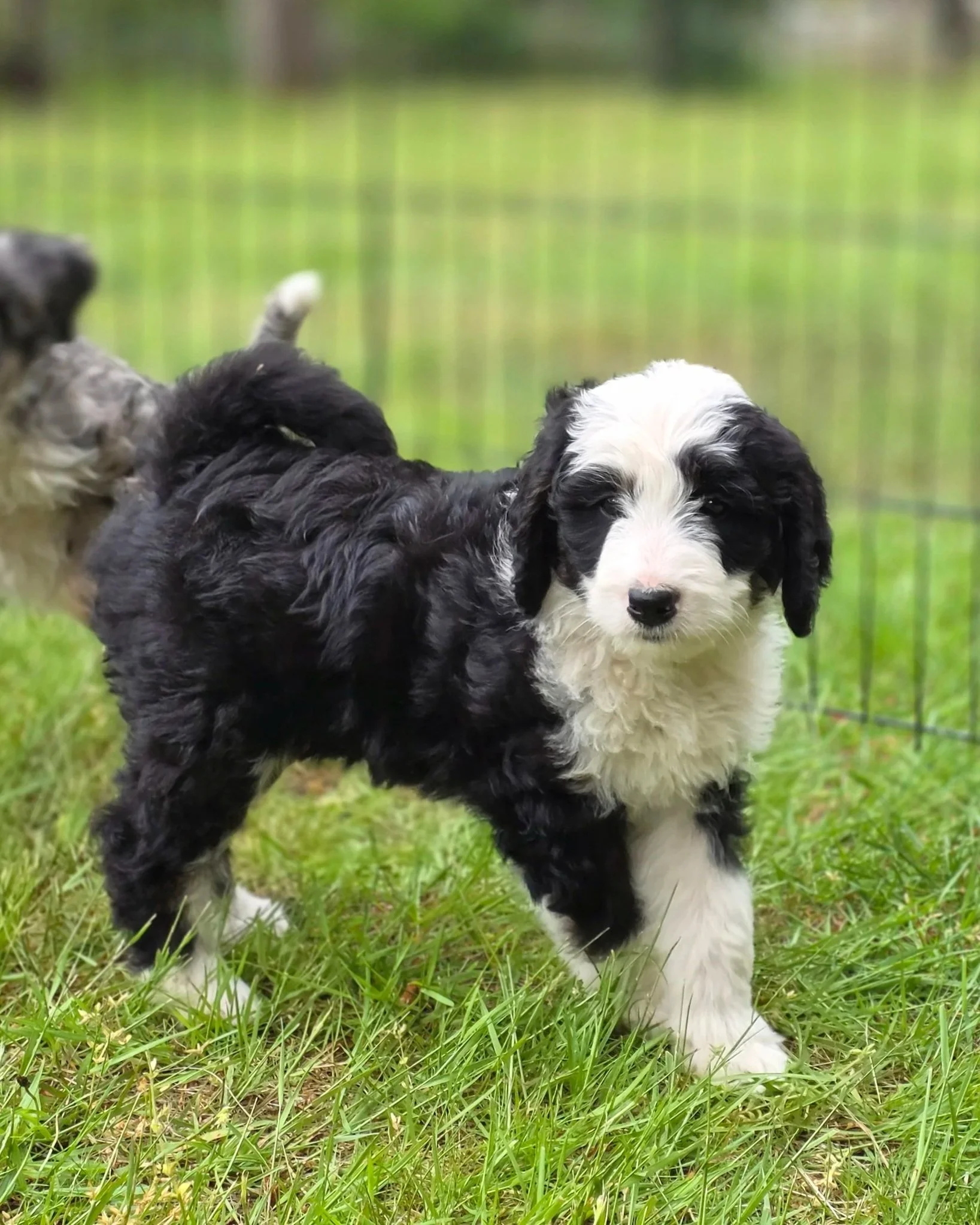 Blossom - Female - Reserved