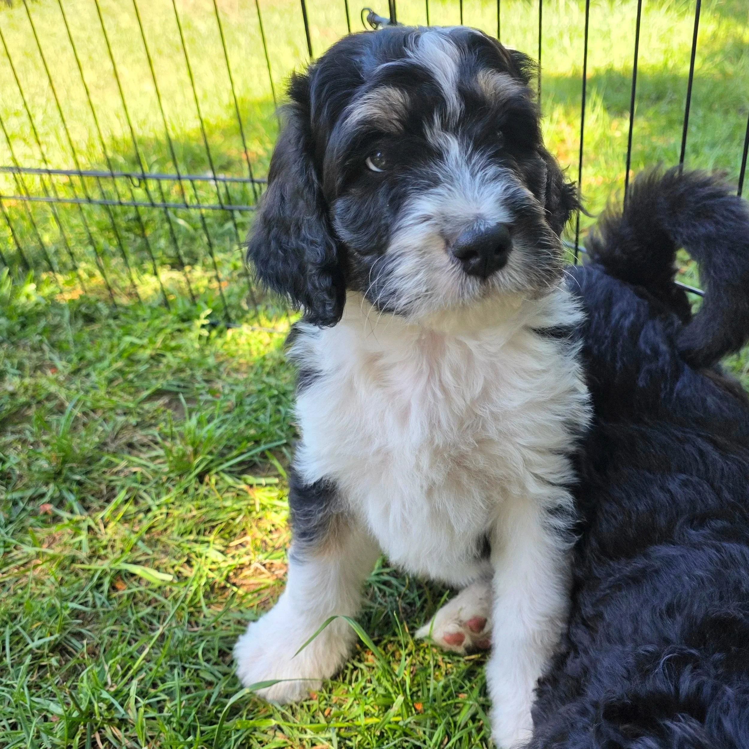 Cooper - Male - Reserved