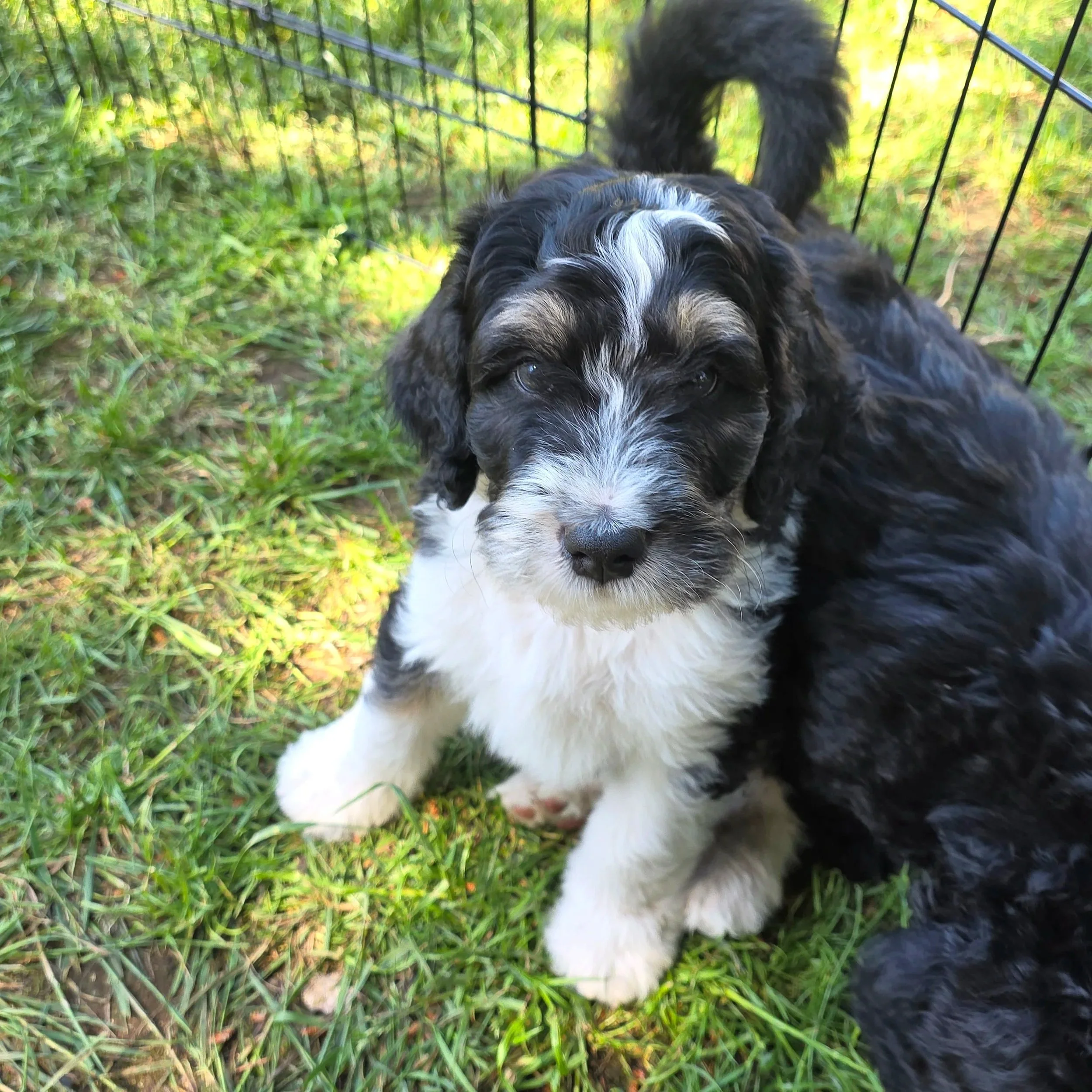Cooper - Male - Reserved