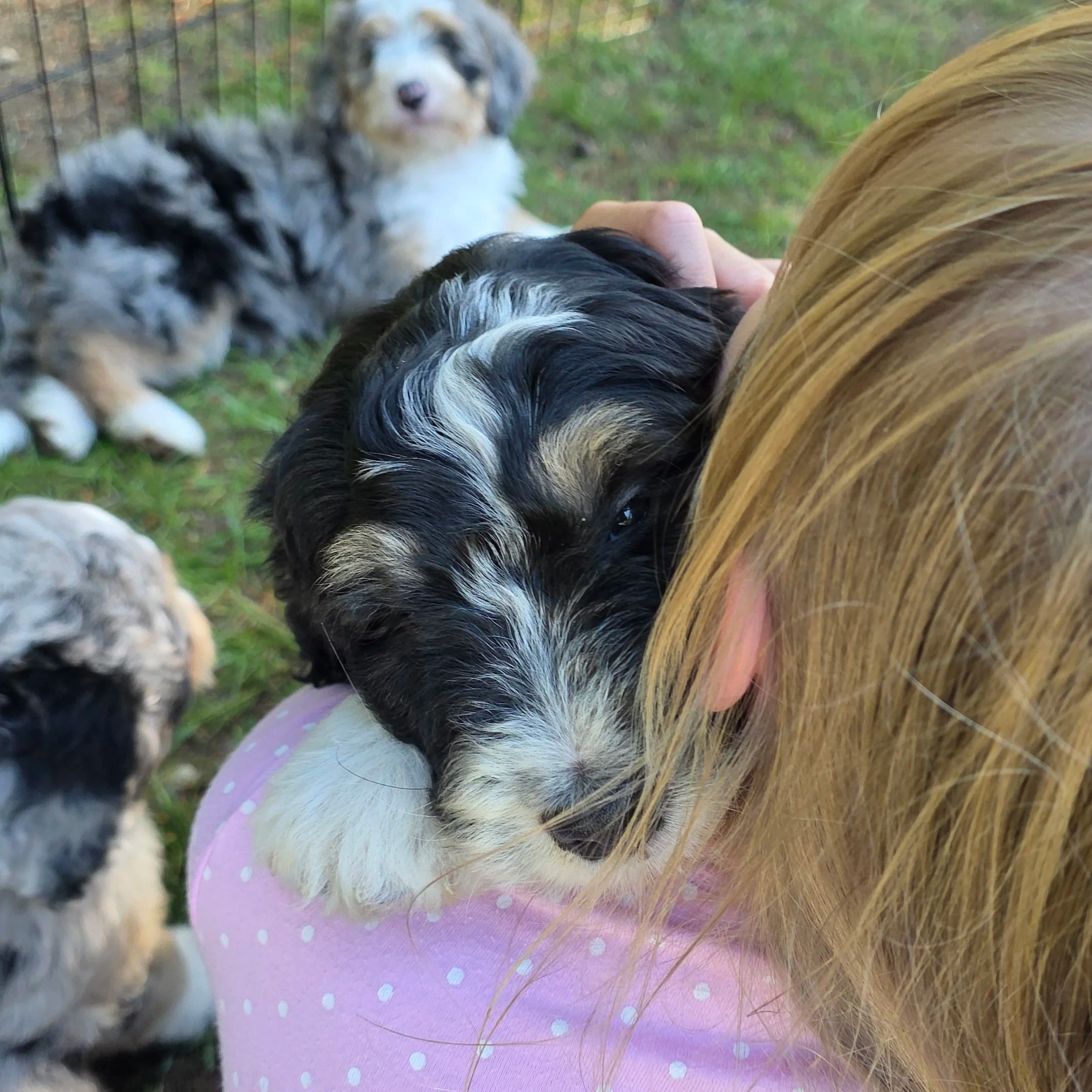 Cooper - Male - Reserved