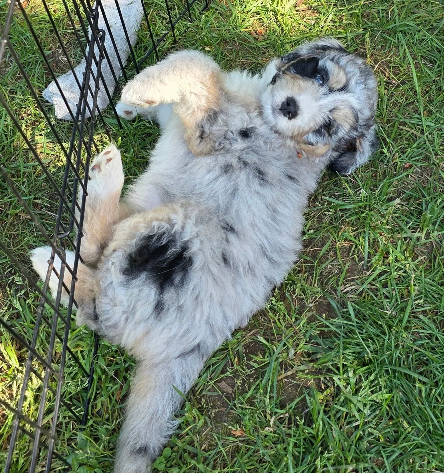 Skye - Female - Reserved