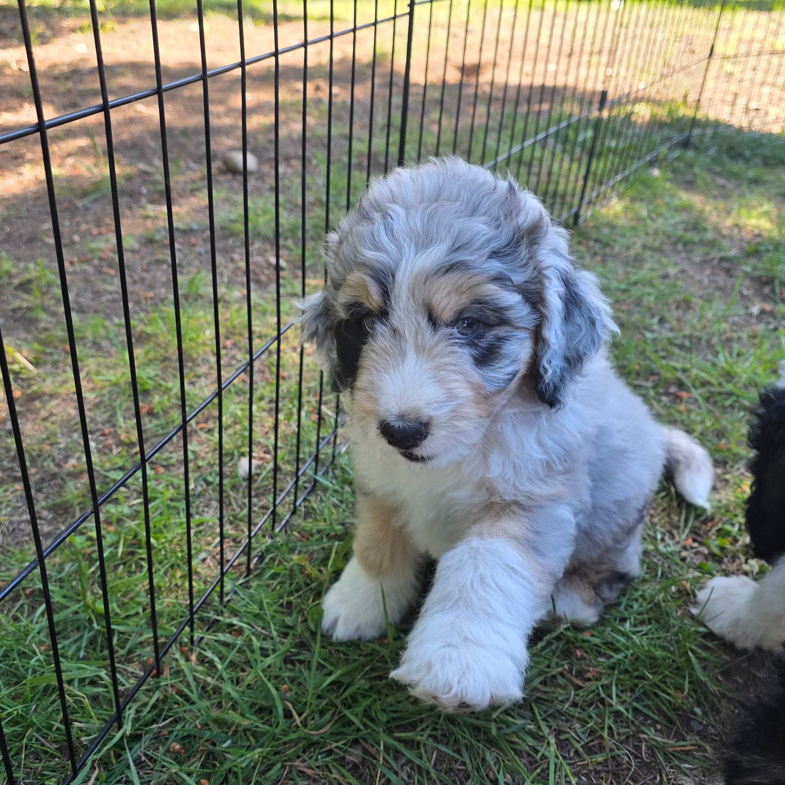 Skye - Female - Reserved