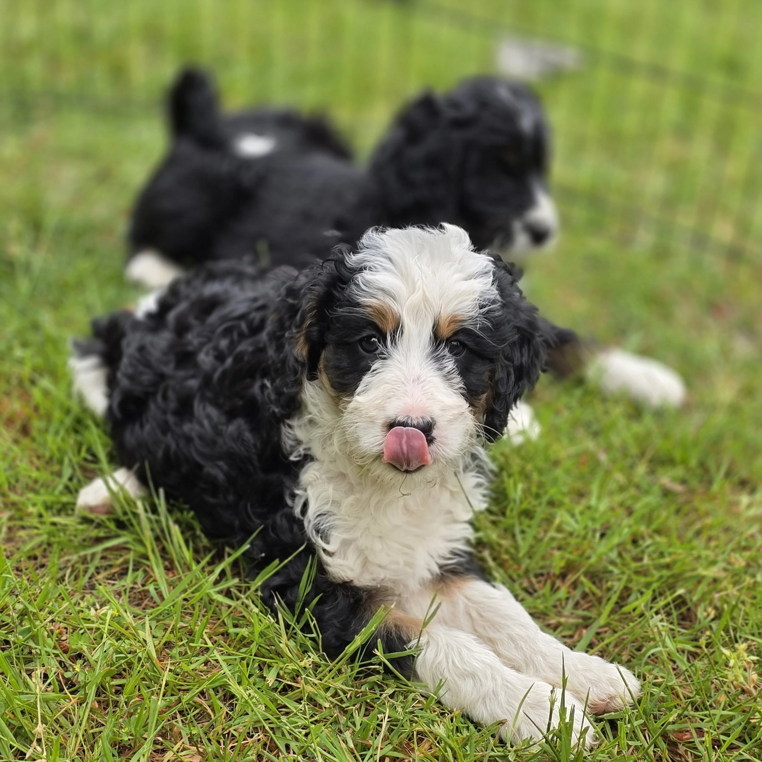 Clover - Female - Reserved
