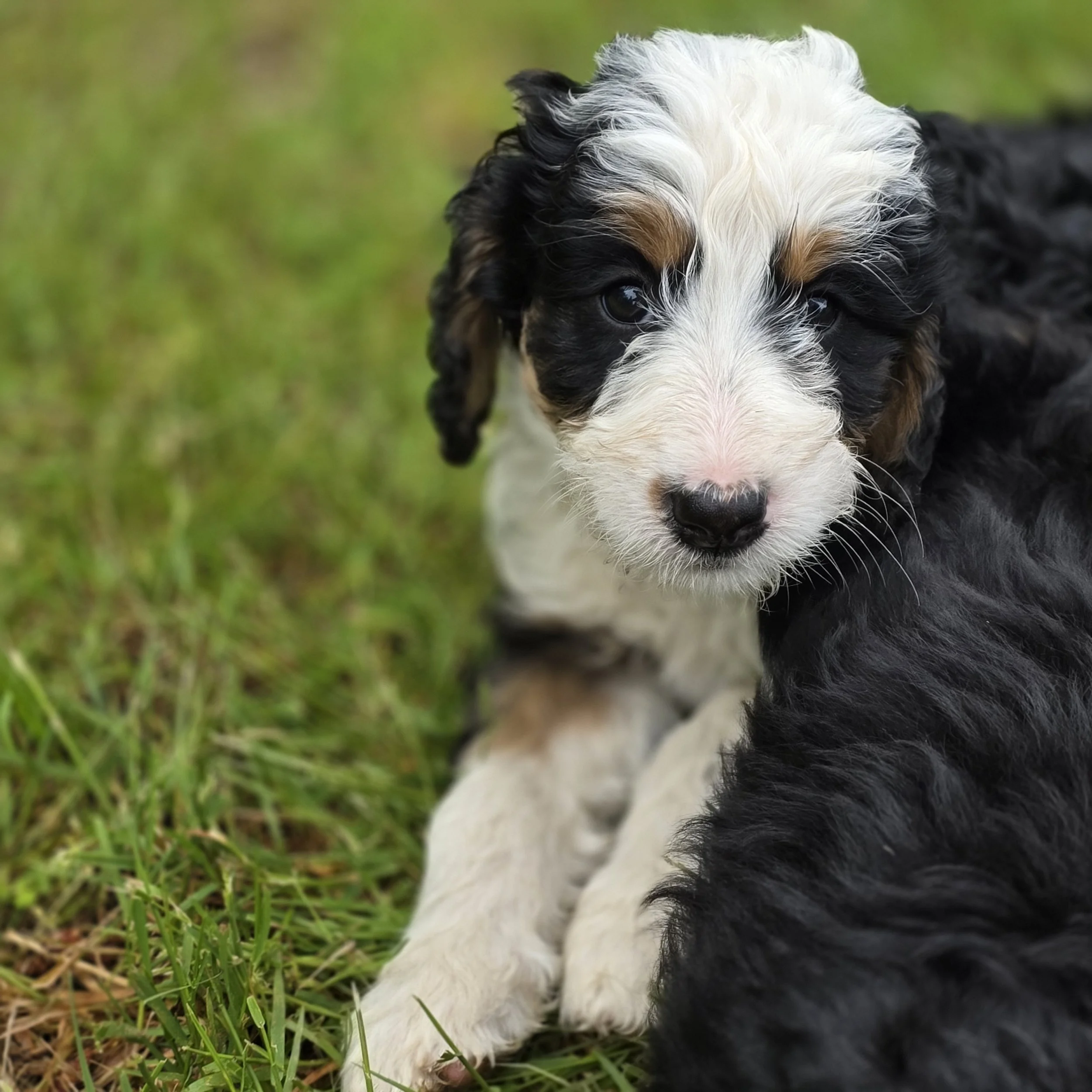 Clover - Female - Reserved