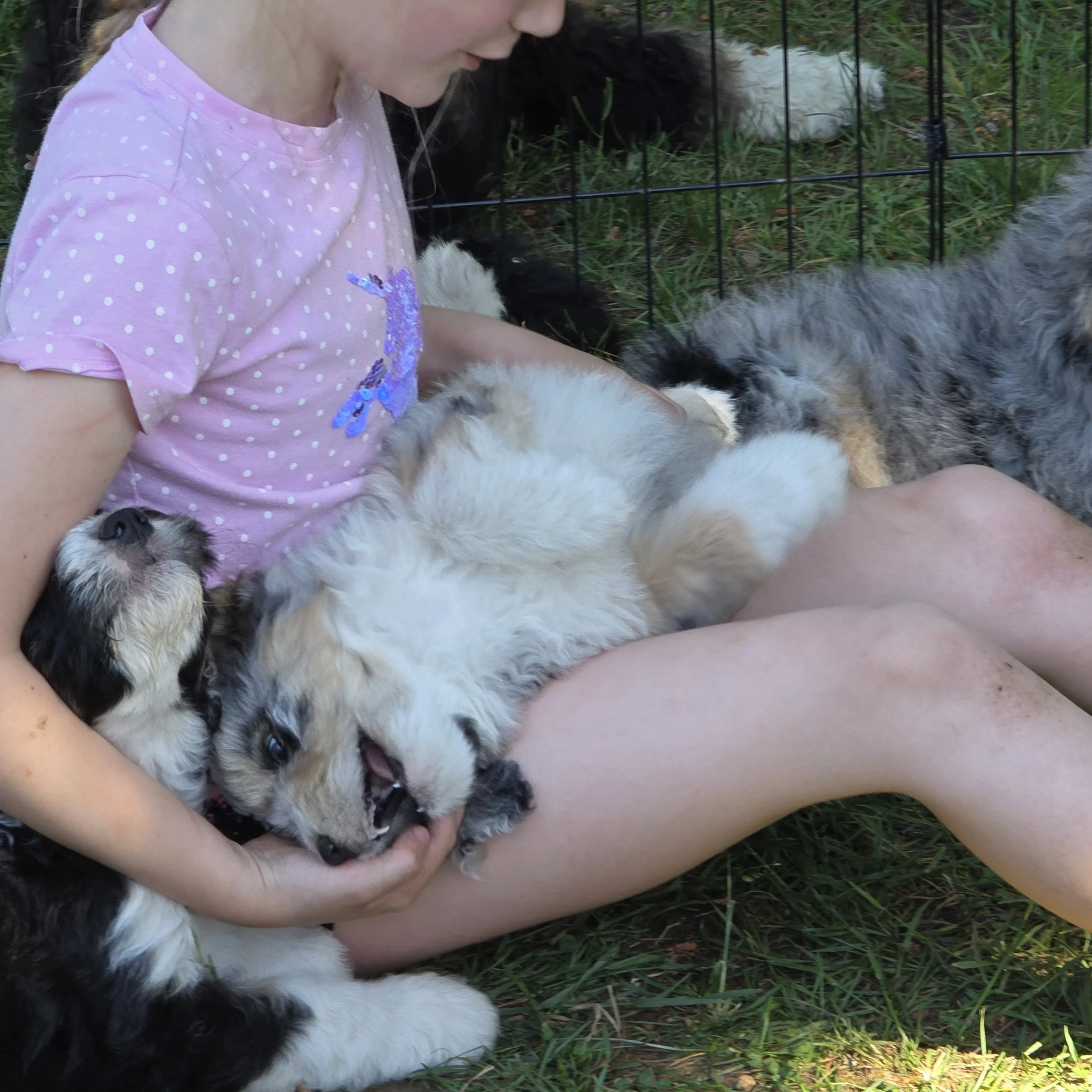 Skye - Female - Reserved