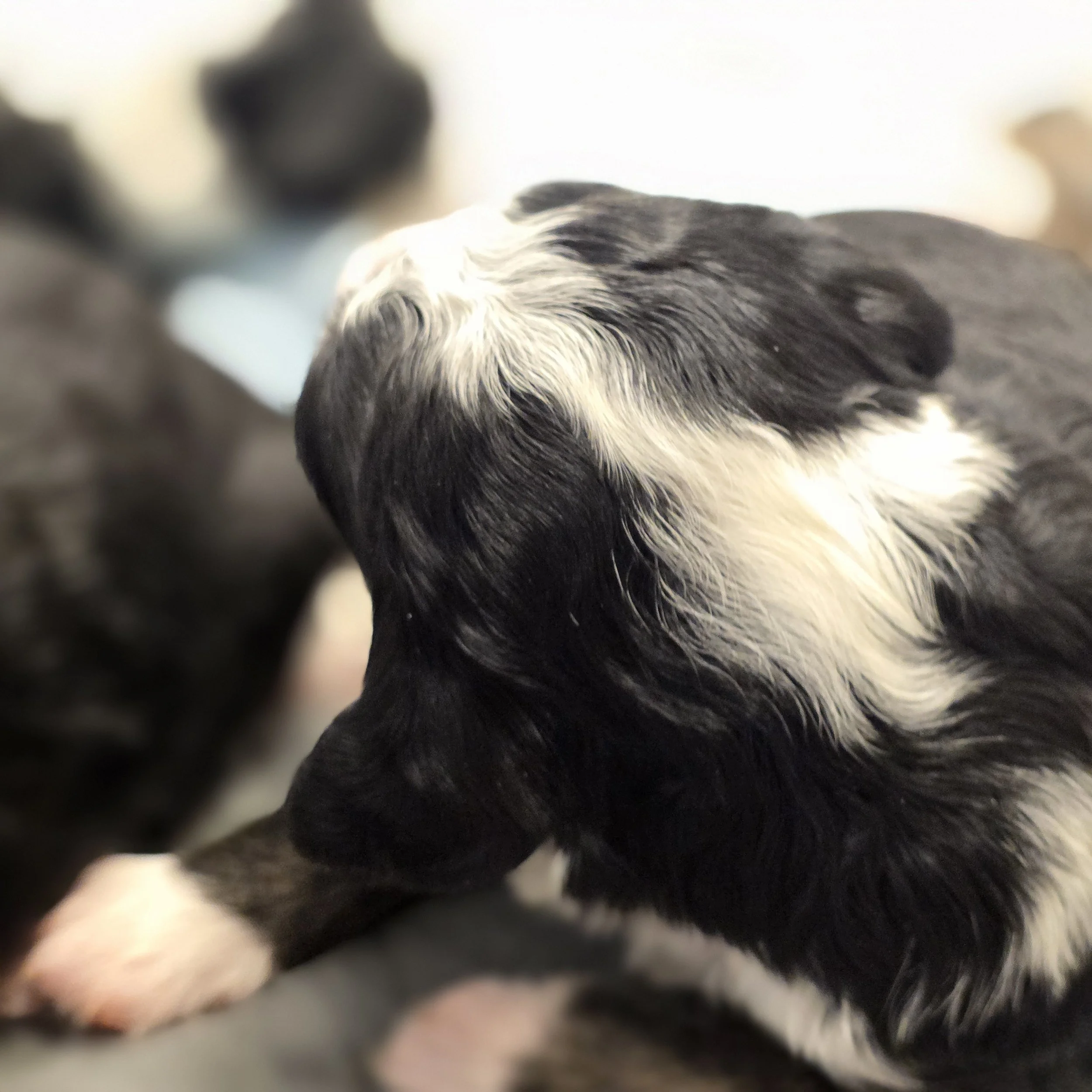 Camellia - Female - Available 