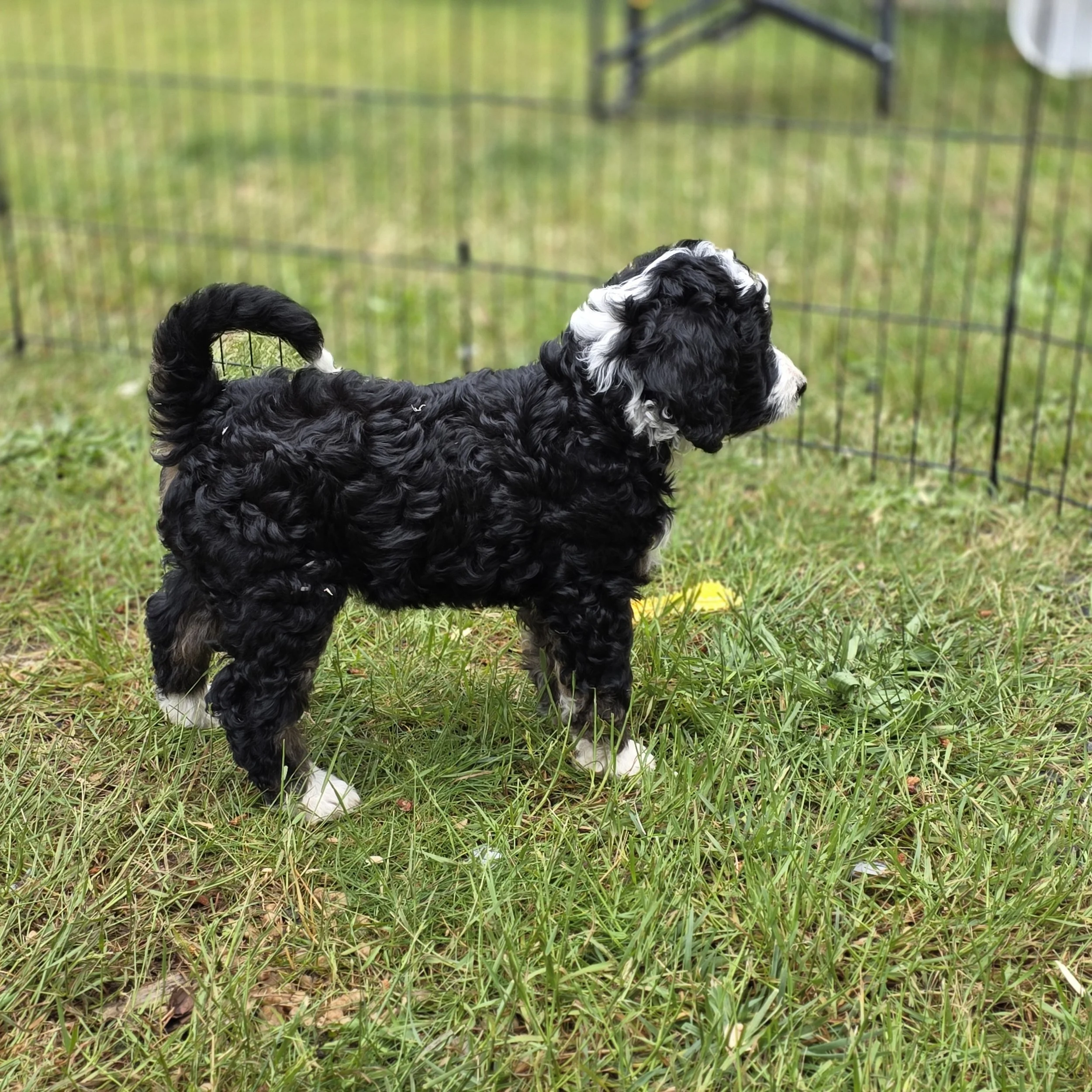 Camellia - Female - Reserved