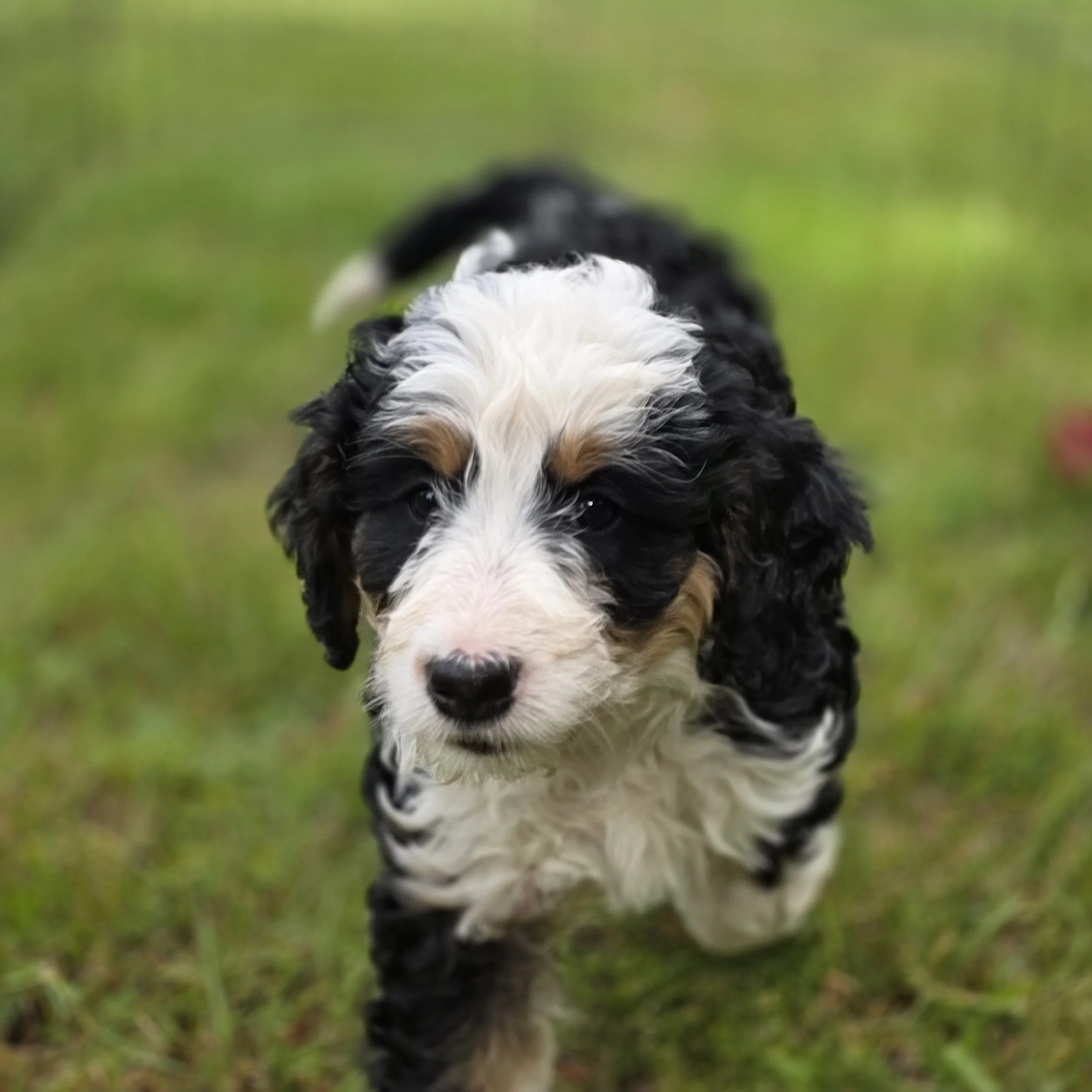 Clover - Female - Reserved