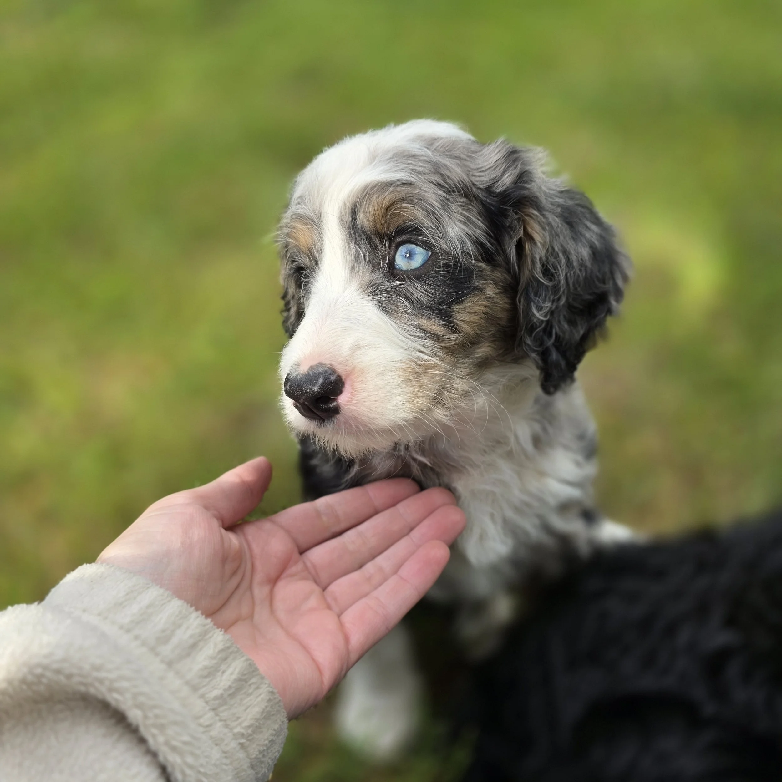 Hazel - Female - Reserved