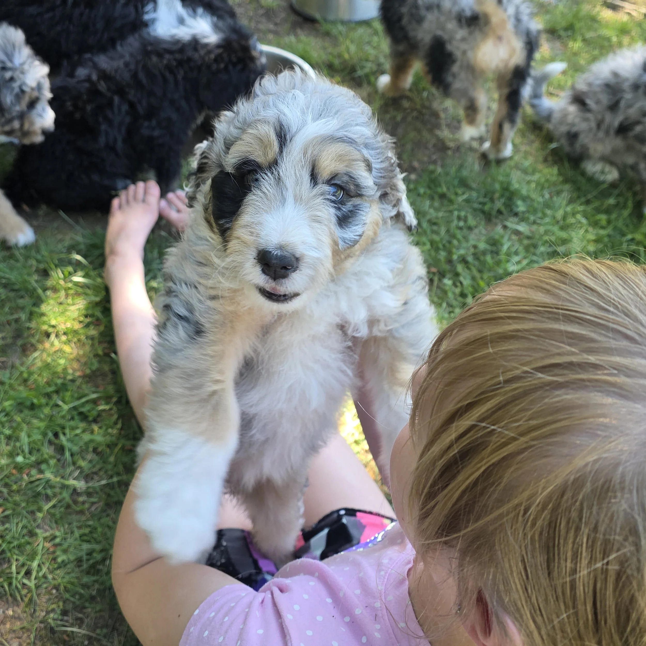 Skye - Female - Reserved