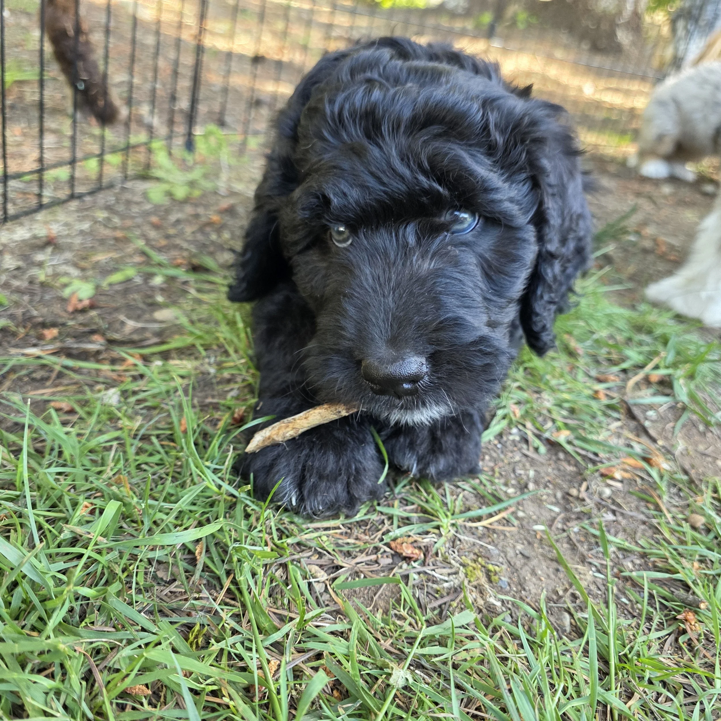 Tank - Male - Reserved