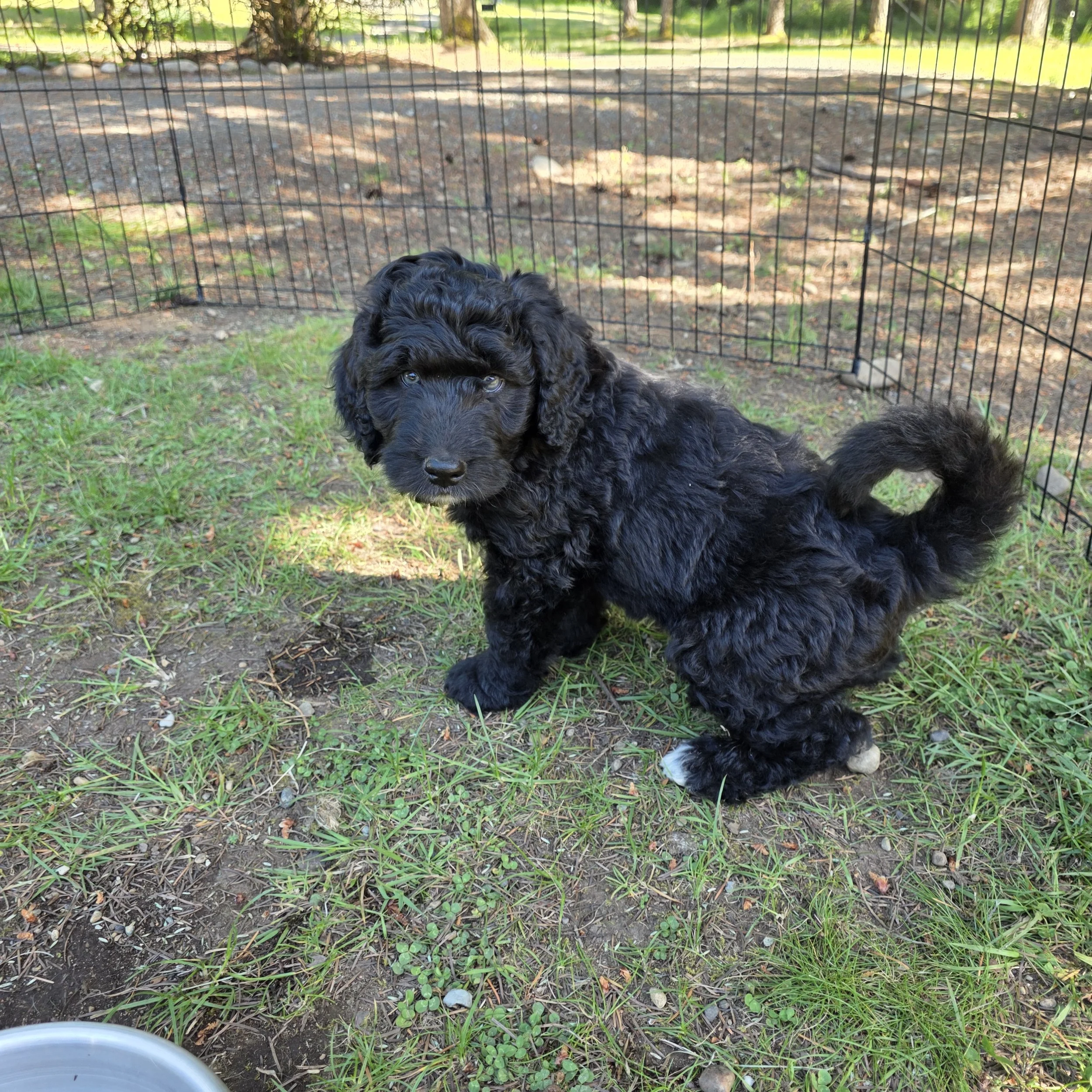 Tank - Male - Reserved