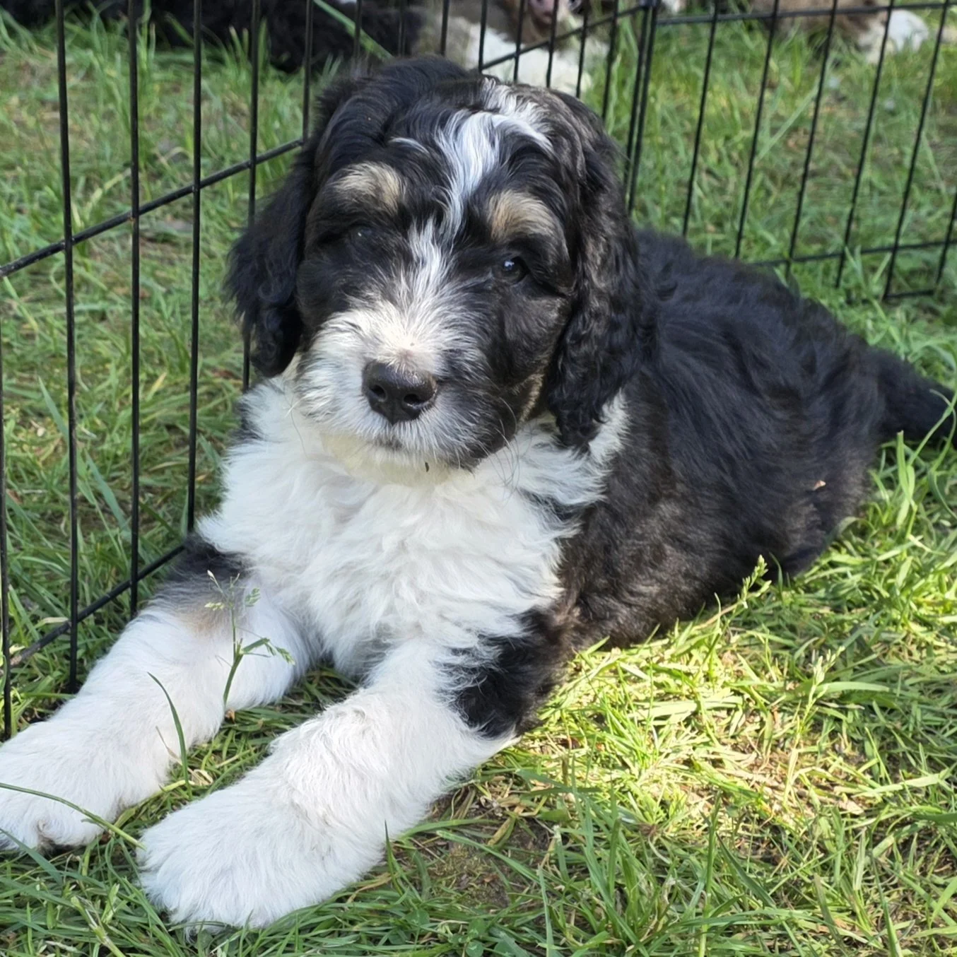 Cooper - Male - Reserved