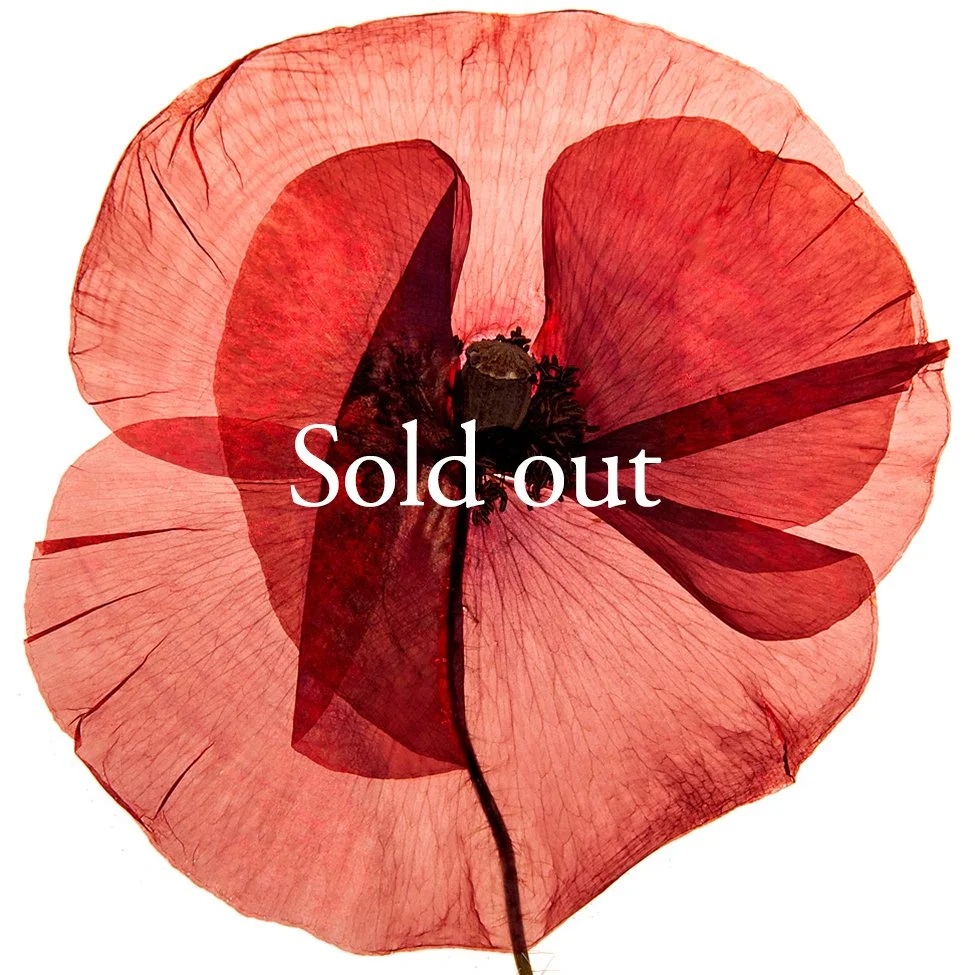 A close-up of a red poppy with a transparent appearance, overlaid with the words "Agotada Sold out."