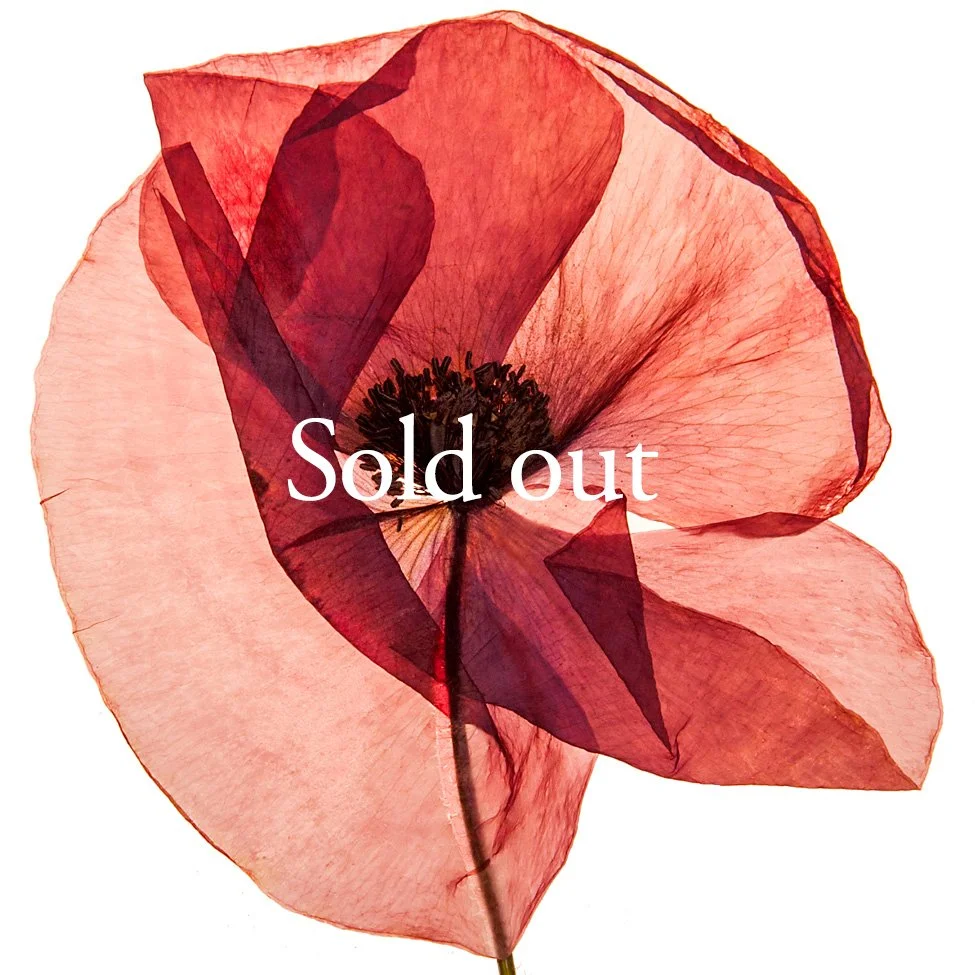 Pressed and dried pink and red flower with dark center, overlaid with "Agotada Sold out" text.