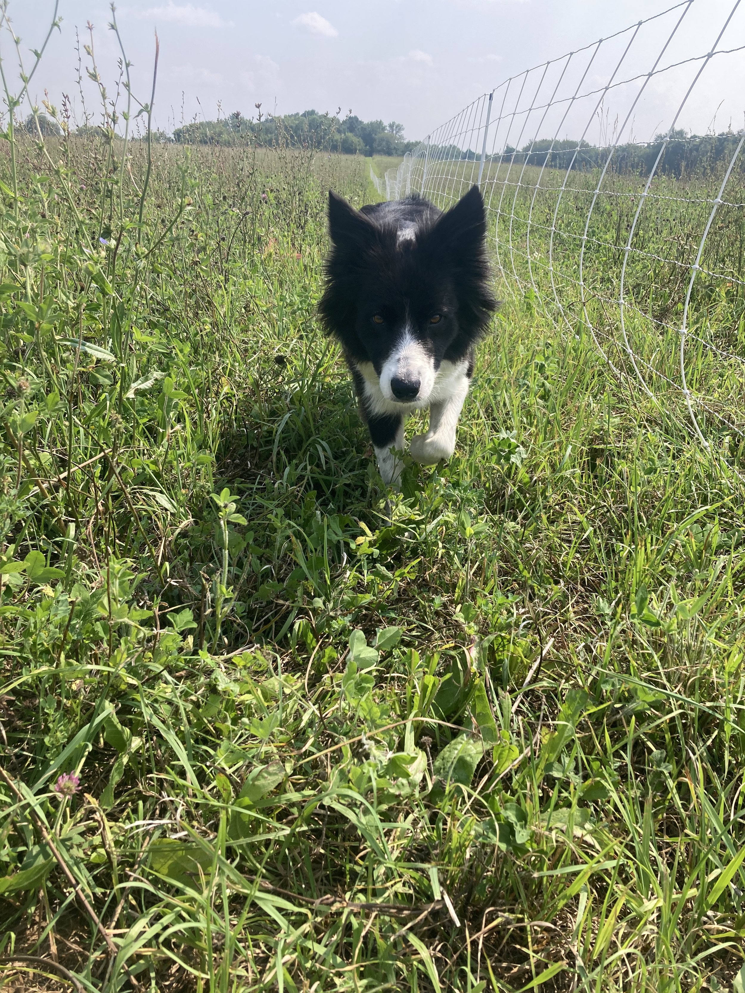 border collie running towards camera in pasture