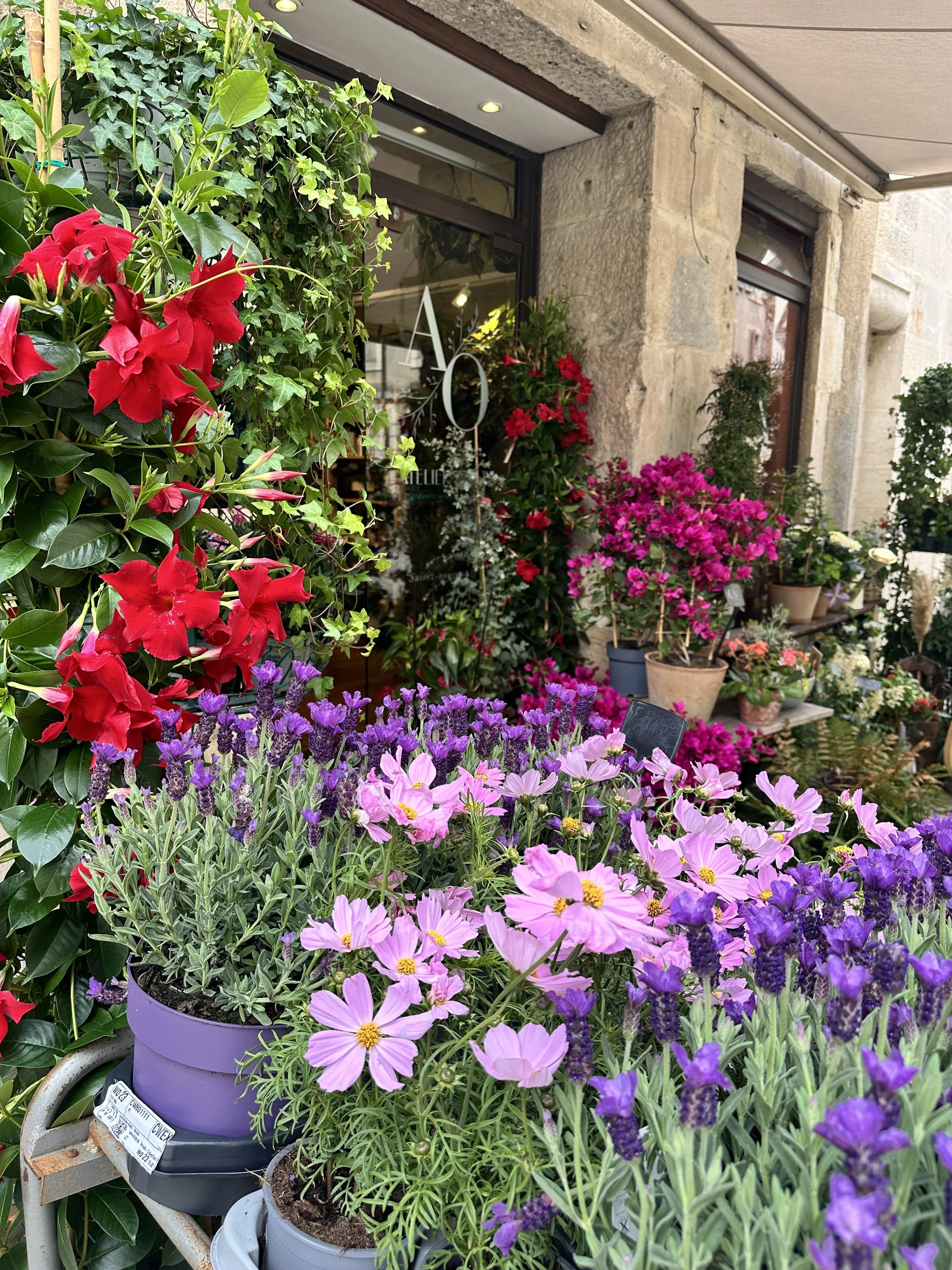 France Dijon Flowers.jpeg