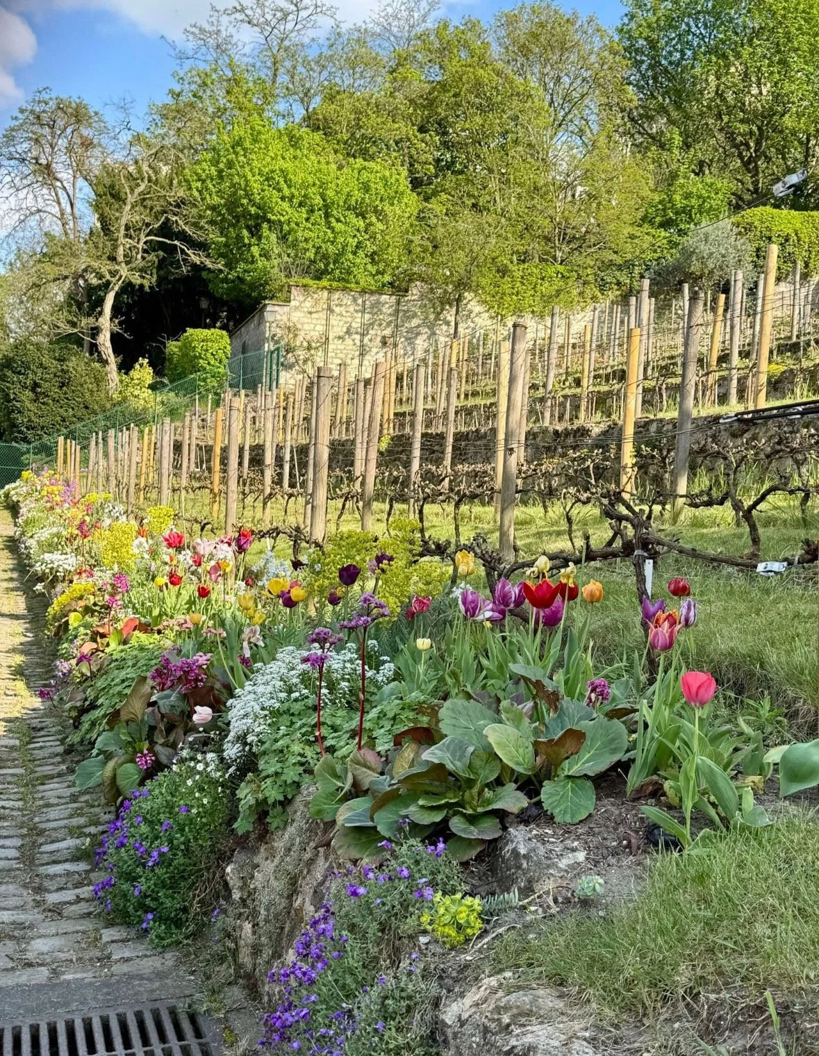 France Montmartre_Vineyard.jpeg