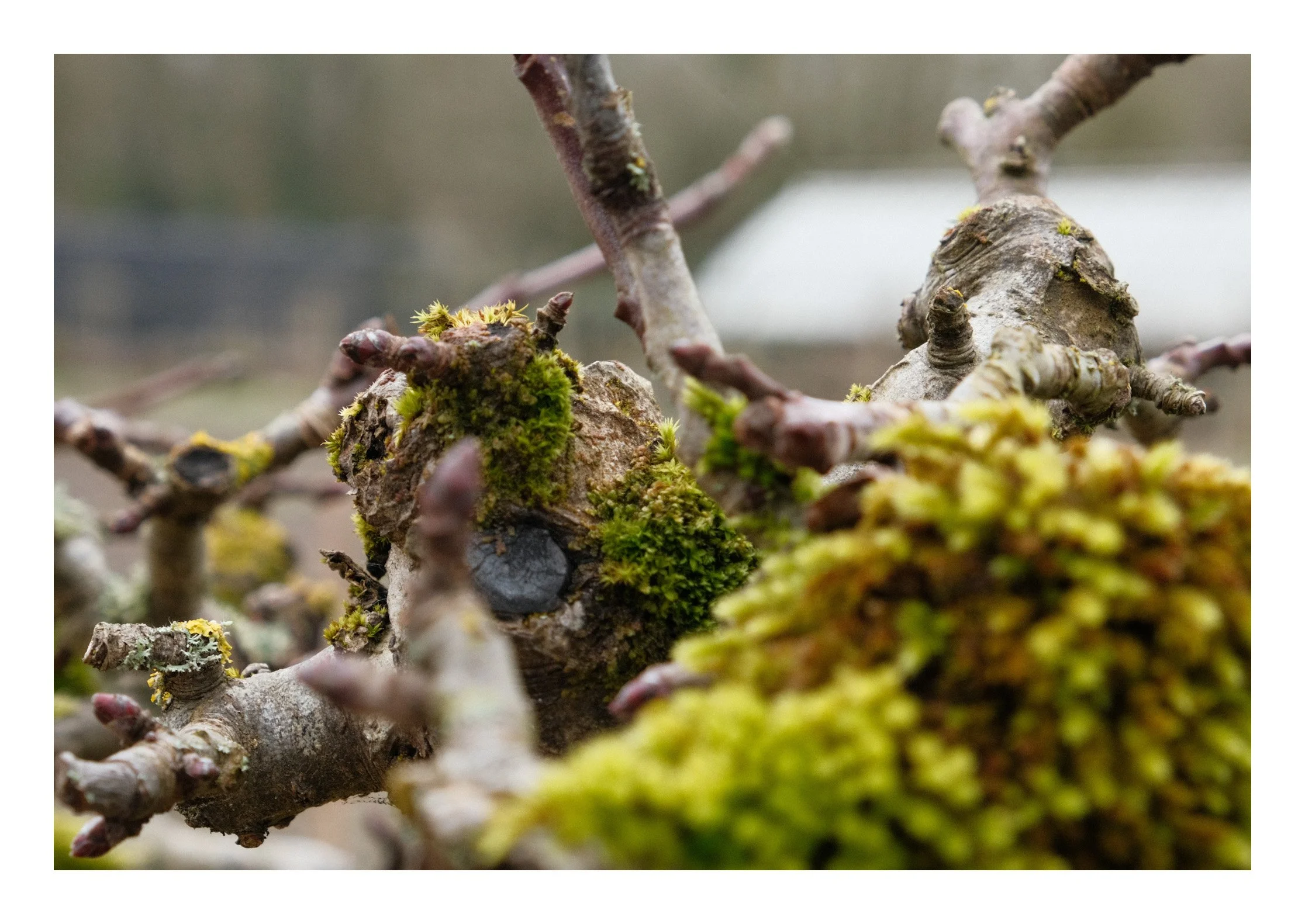 Close-up of tree branches with moss and lichen growth, focusing on a knobby section of the branch.