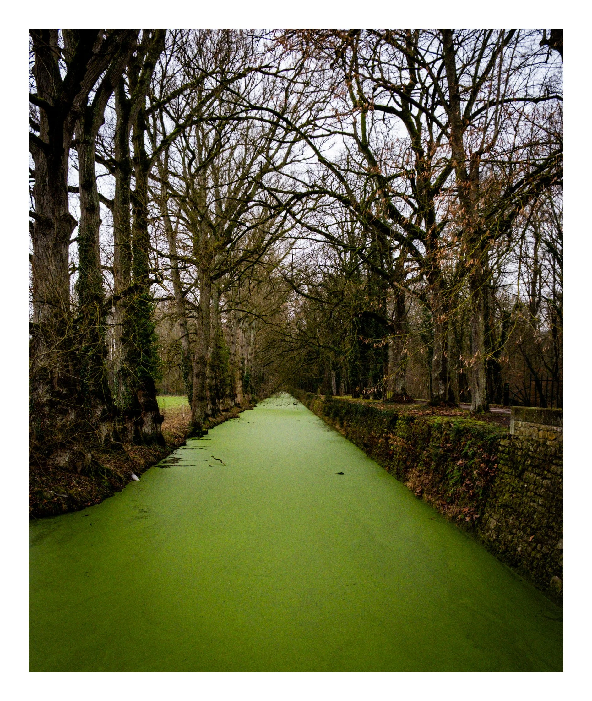 A canal covered with green algae, lined by tall, leafless trees with moss on their trunks, in a wooded area on an overcast day.