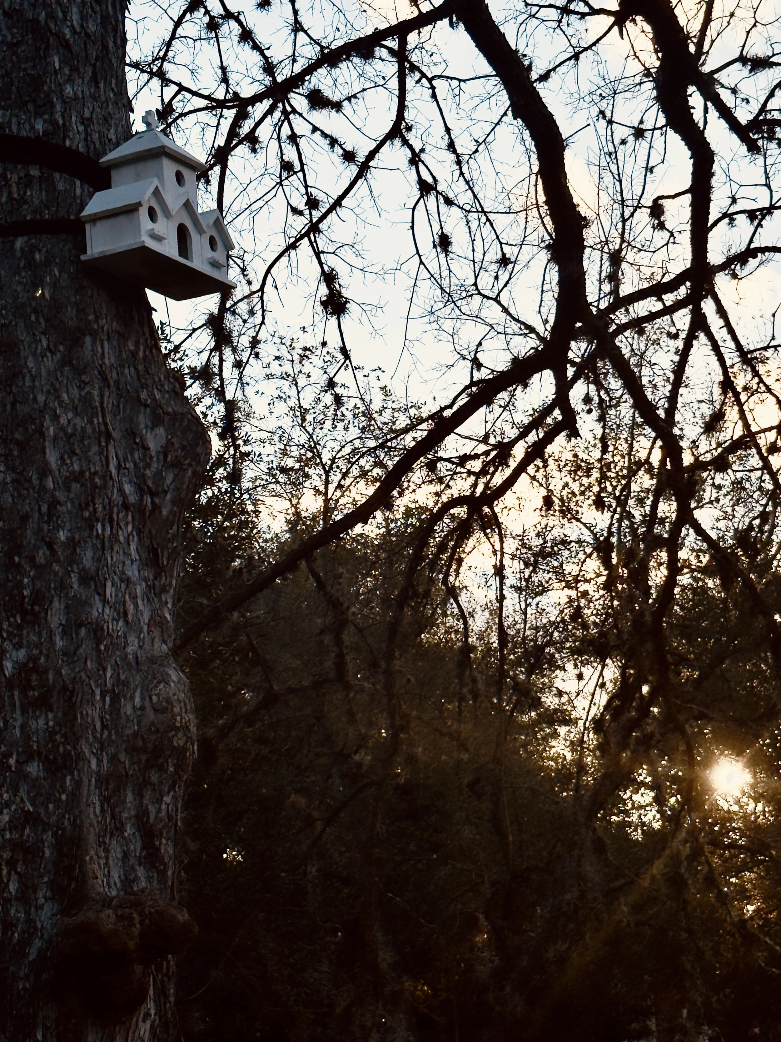 A white wooden birdhouse attached to the trunk of a large tree with leafless branches, against a setting sun and a partly cloudy sky.