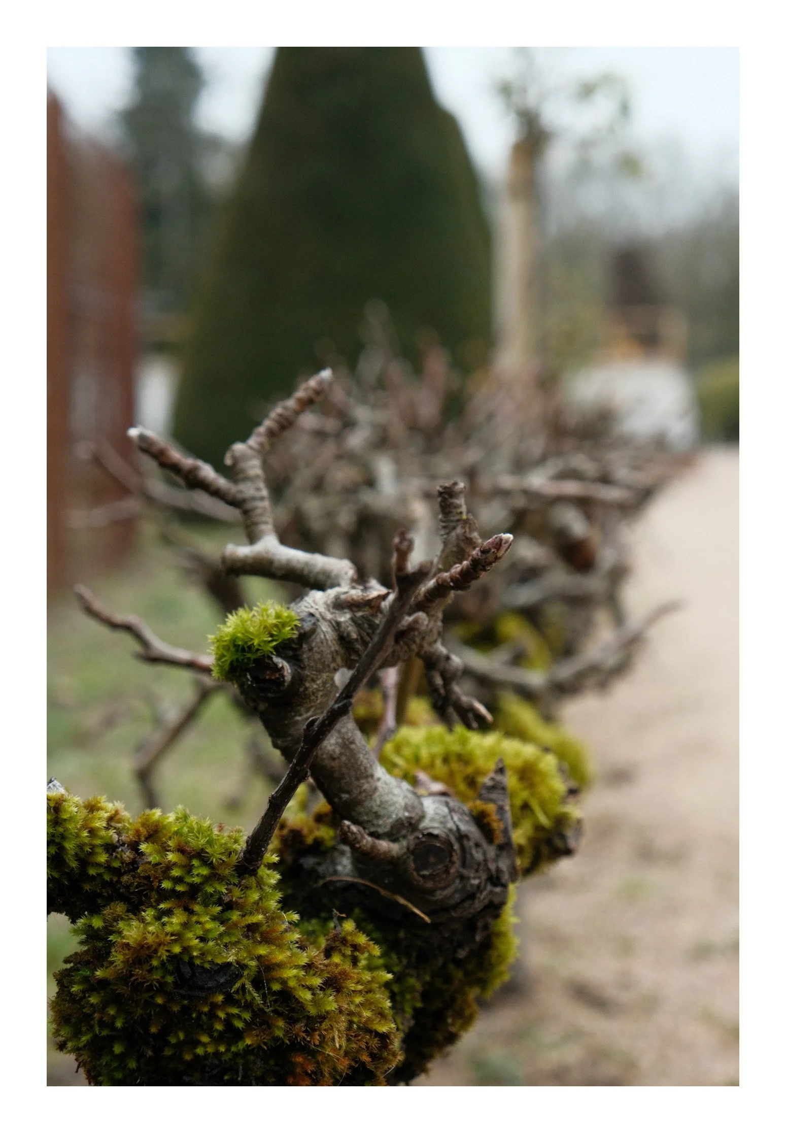 Close-up of a branch with moss and small buds, blurred background.