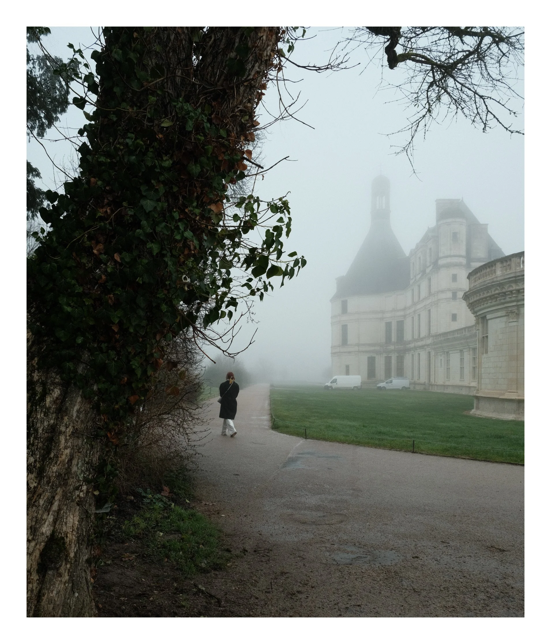 A person walking on a misty pathway near a historic castle, with a large tree in the foreground covered in ivy.