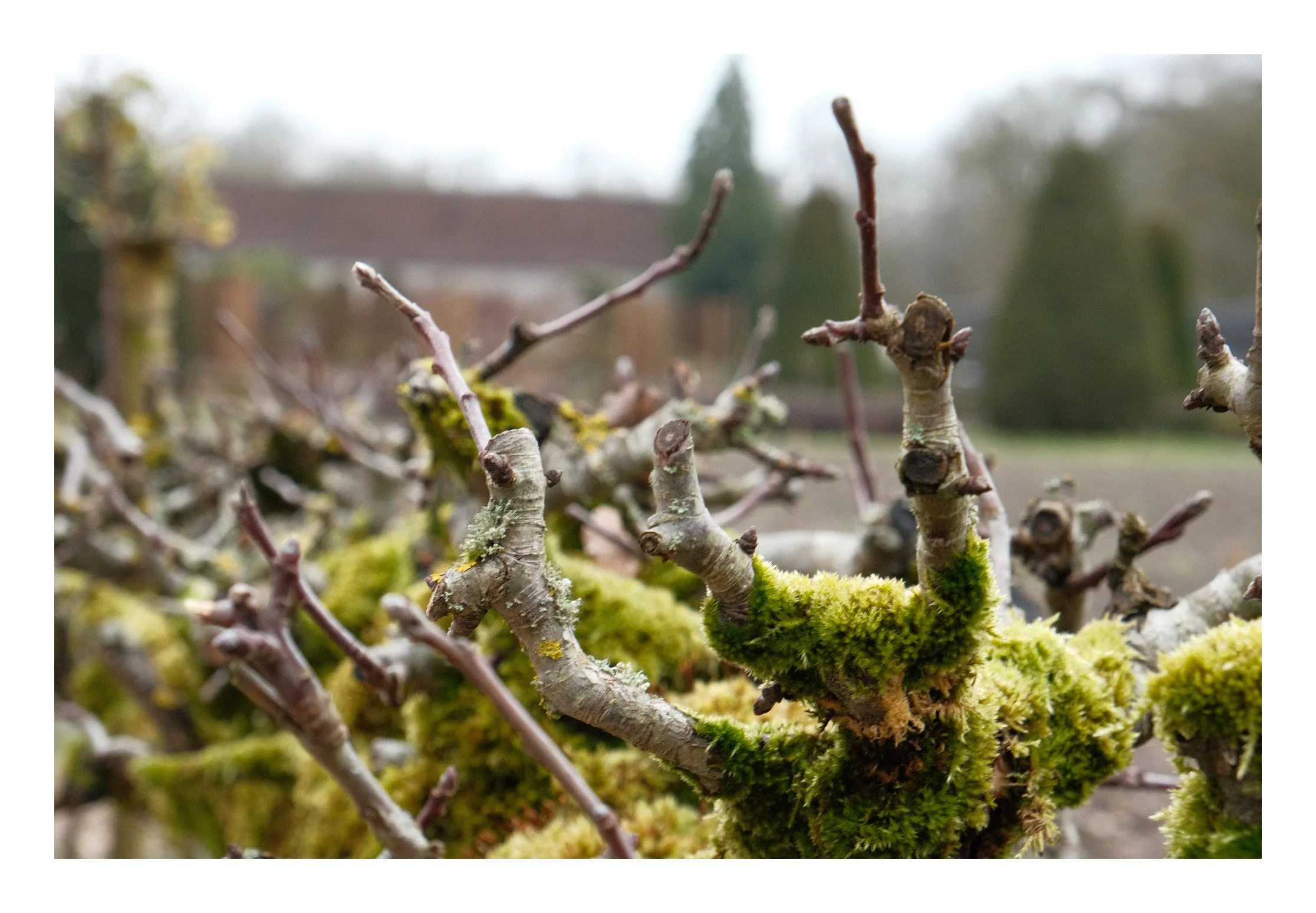 Close-up of leafless tree branches covered in green moss, with a blurred rural landscape in the background.